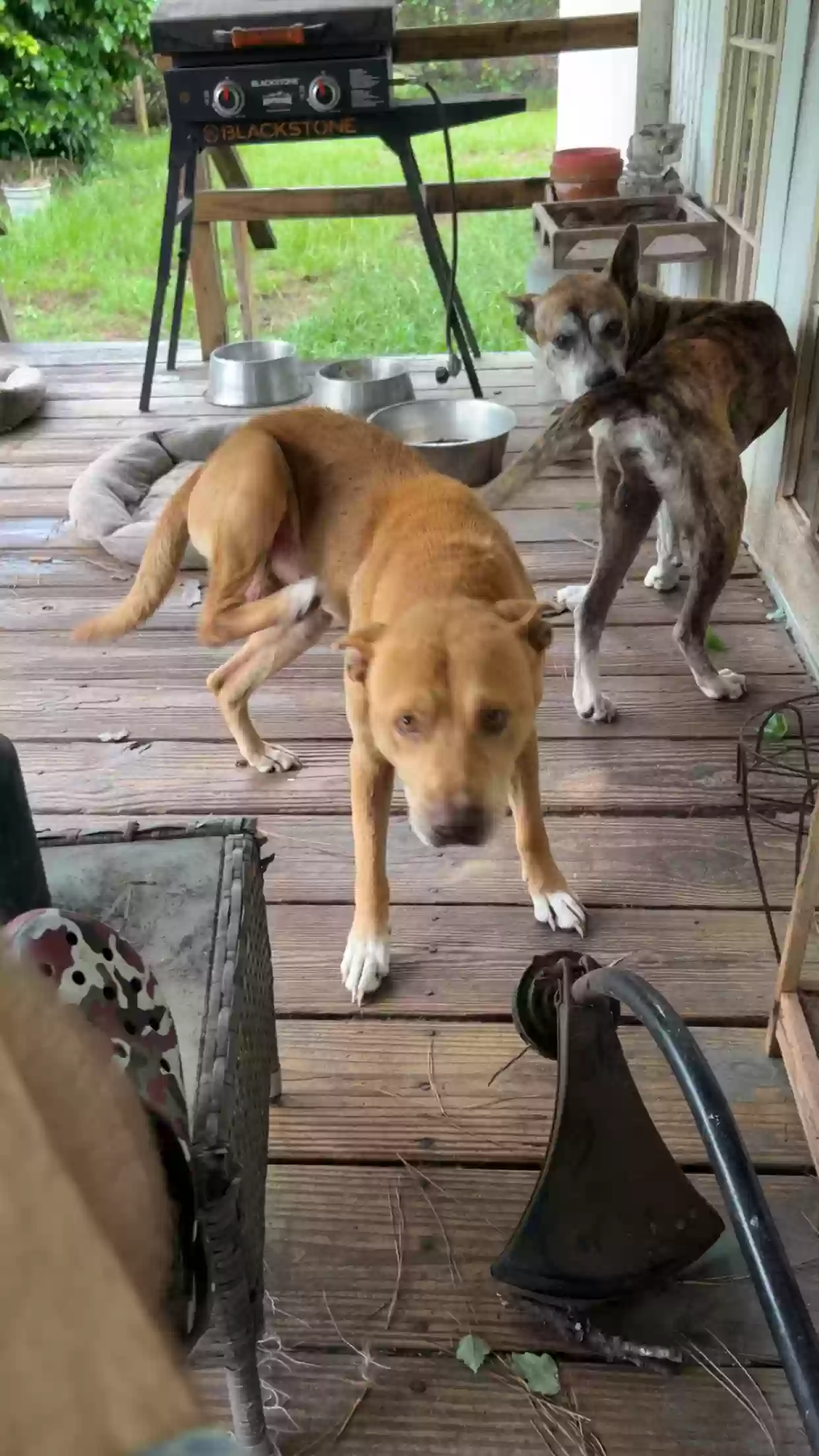 adoptable Dog in Ellabell,GA named Bronco