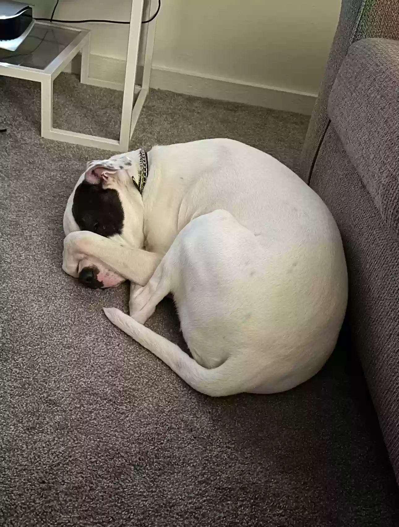 adoptable Dog in Conyers,GA named Petey