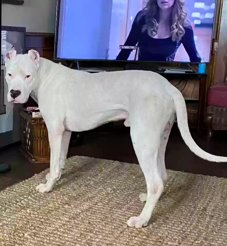 adoptable Dog in Marietta,GA named Chief