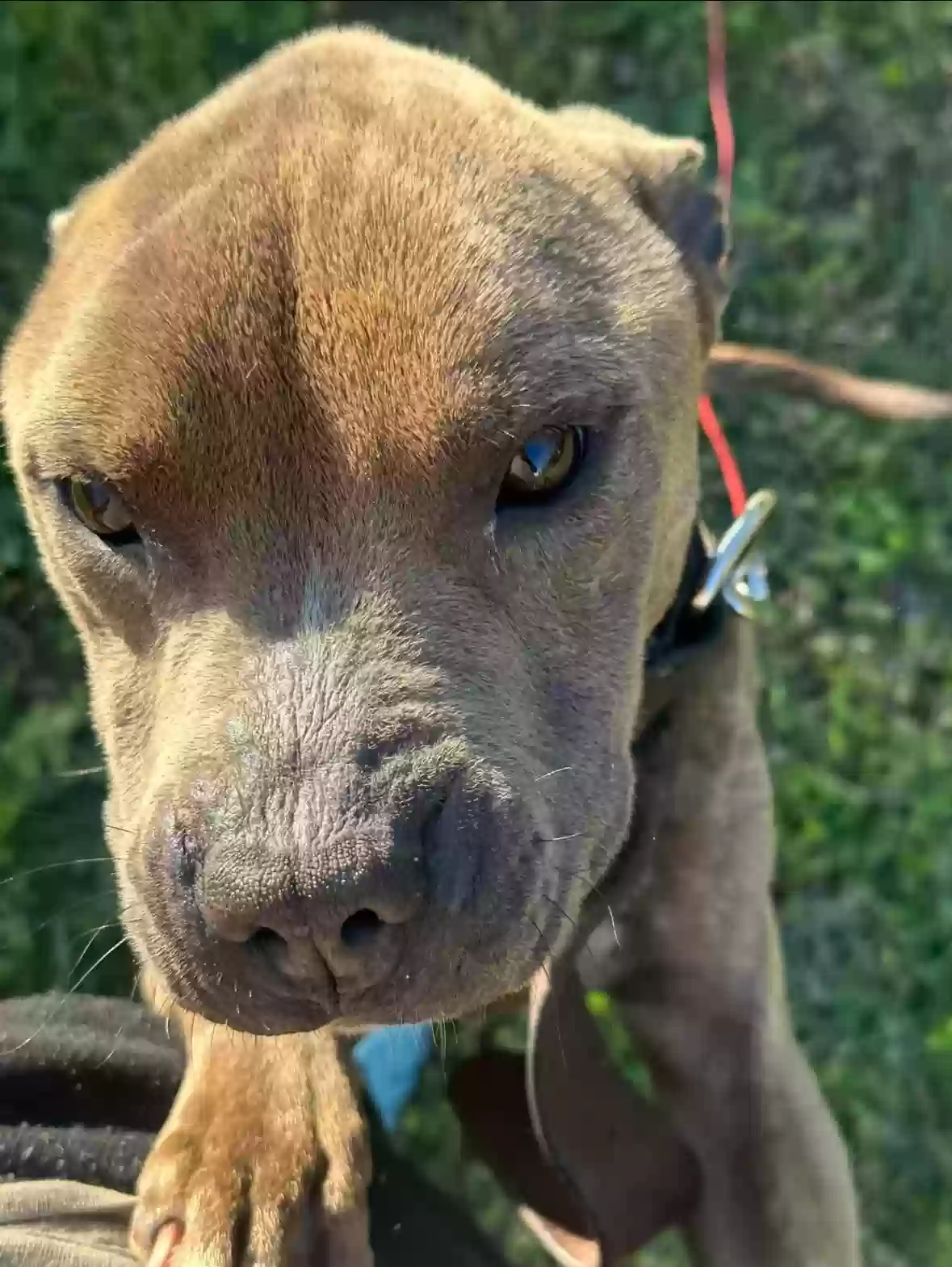 adoptable Dog in Ellenwood,GA named Buddy