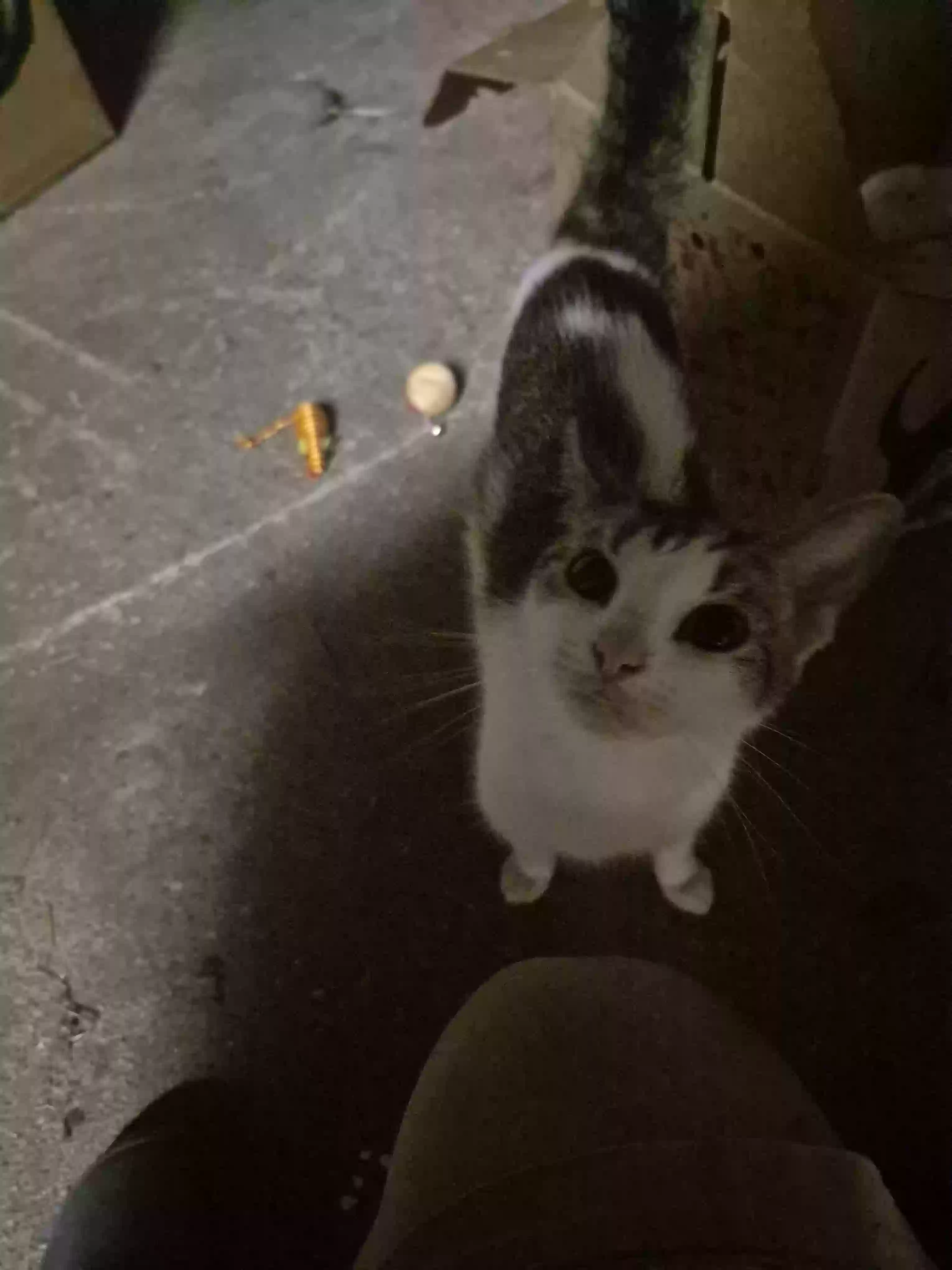 adoptable Cat in Hooven,OH named Oreo