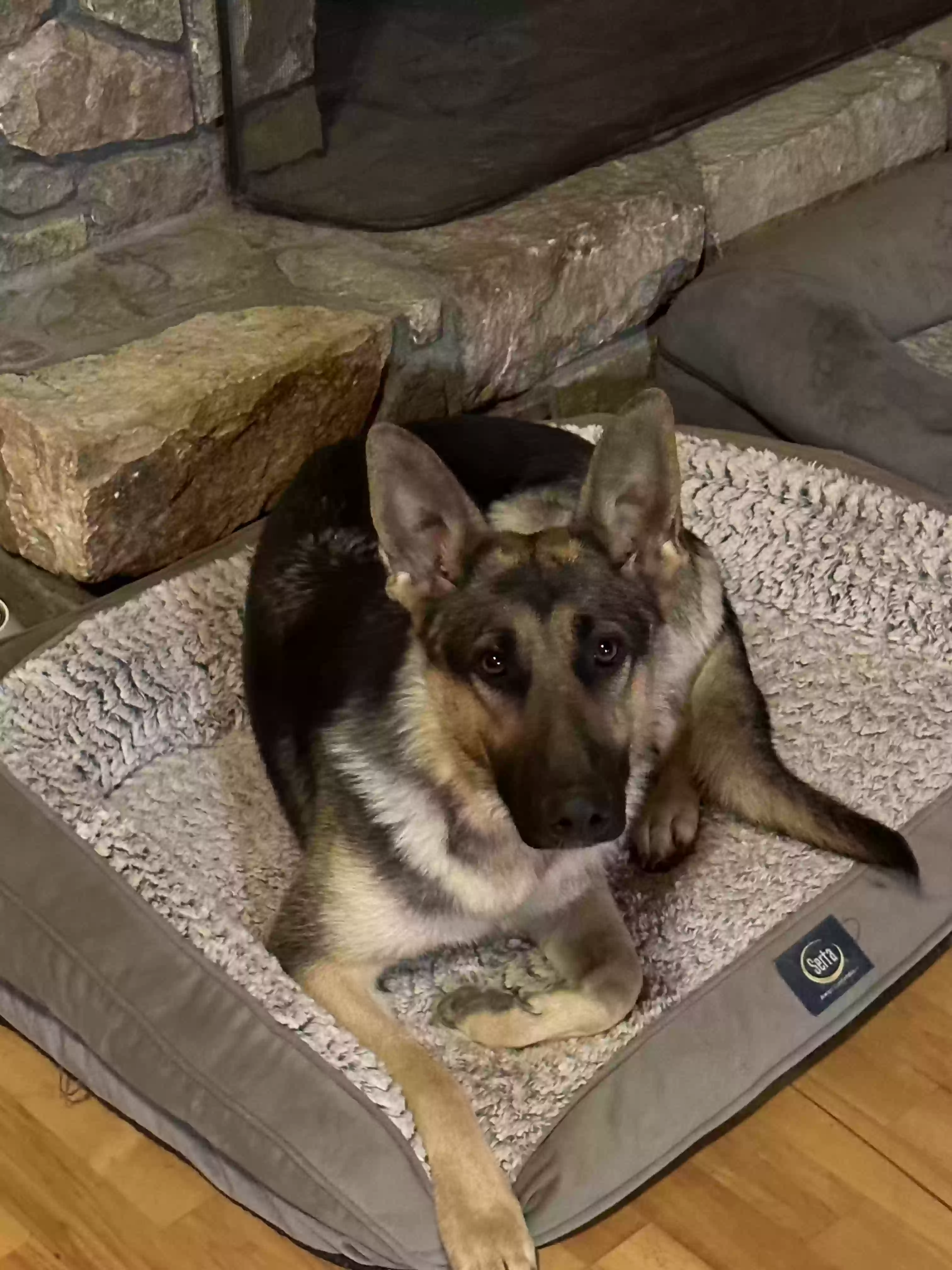 adoptable Dog in Butler,TN named Wolfie