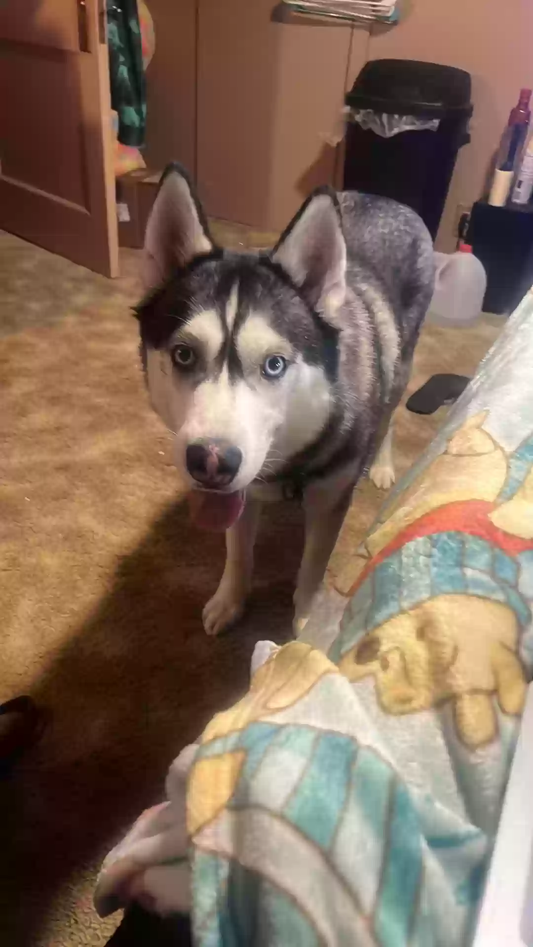 adoptable Dog in Cincinnati,OH named Orion