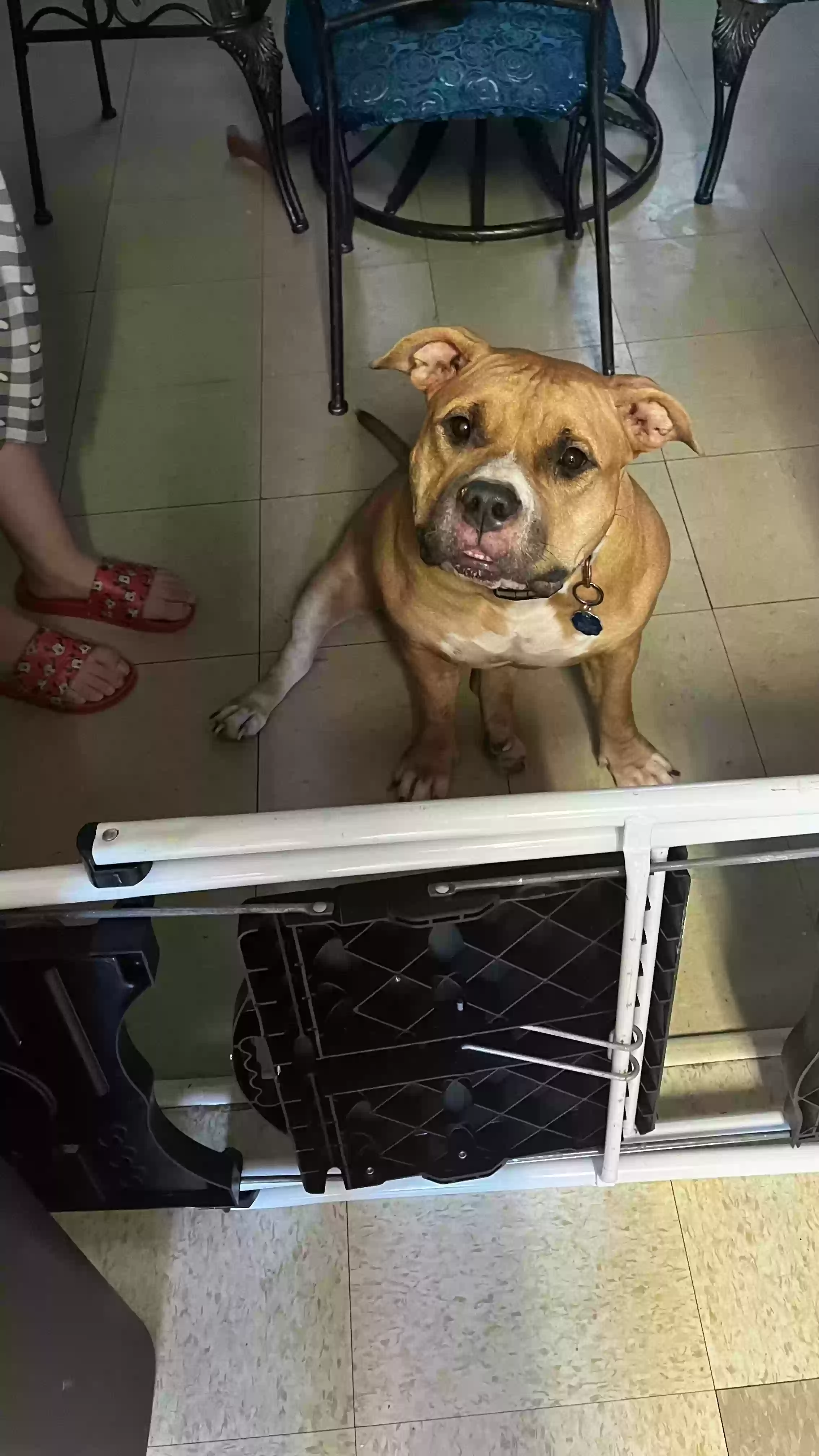 adoptable Dog in Waterbury,CT named