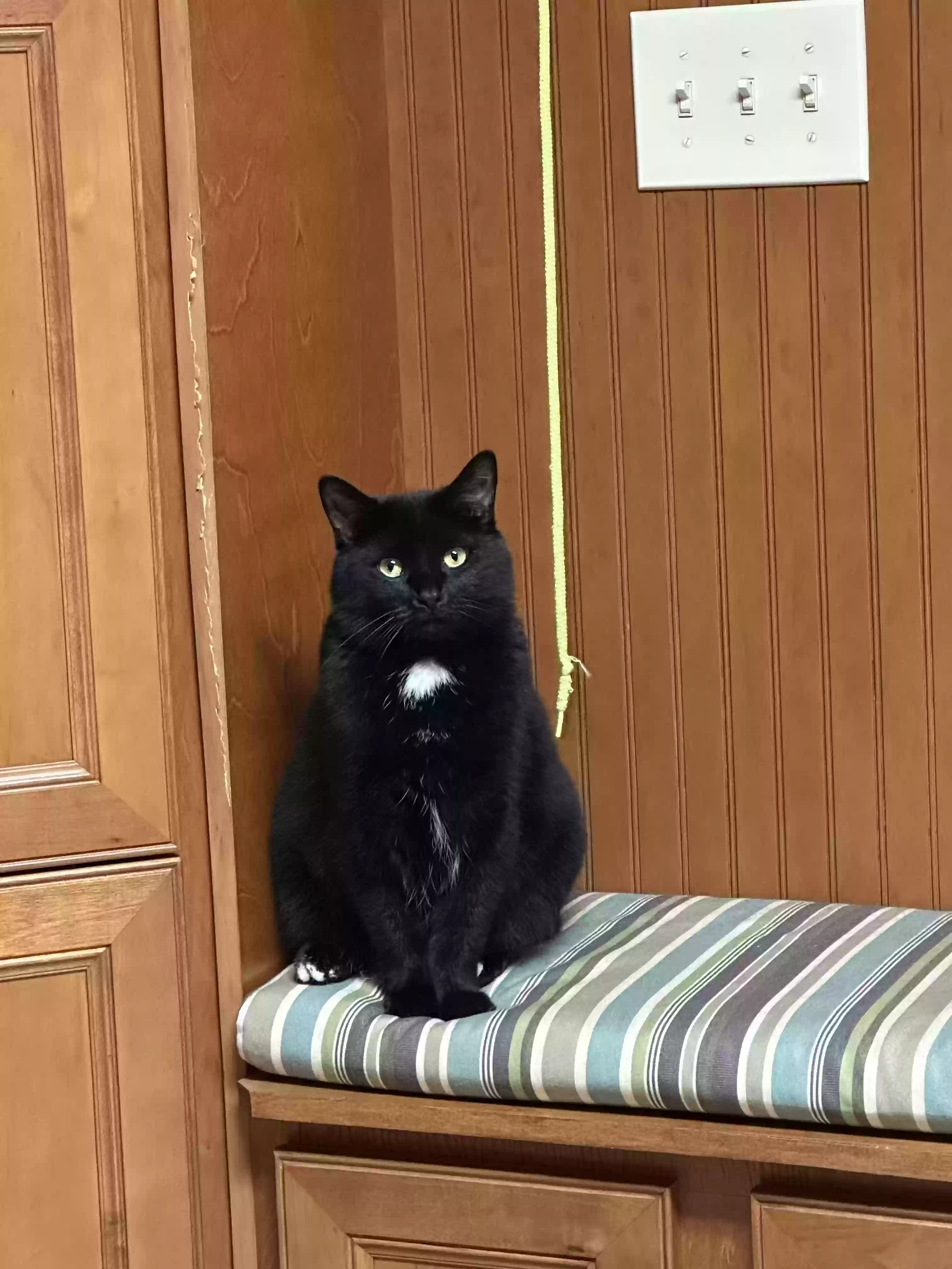adoptable Cat in Grafton,OH named Luna