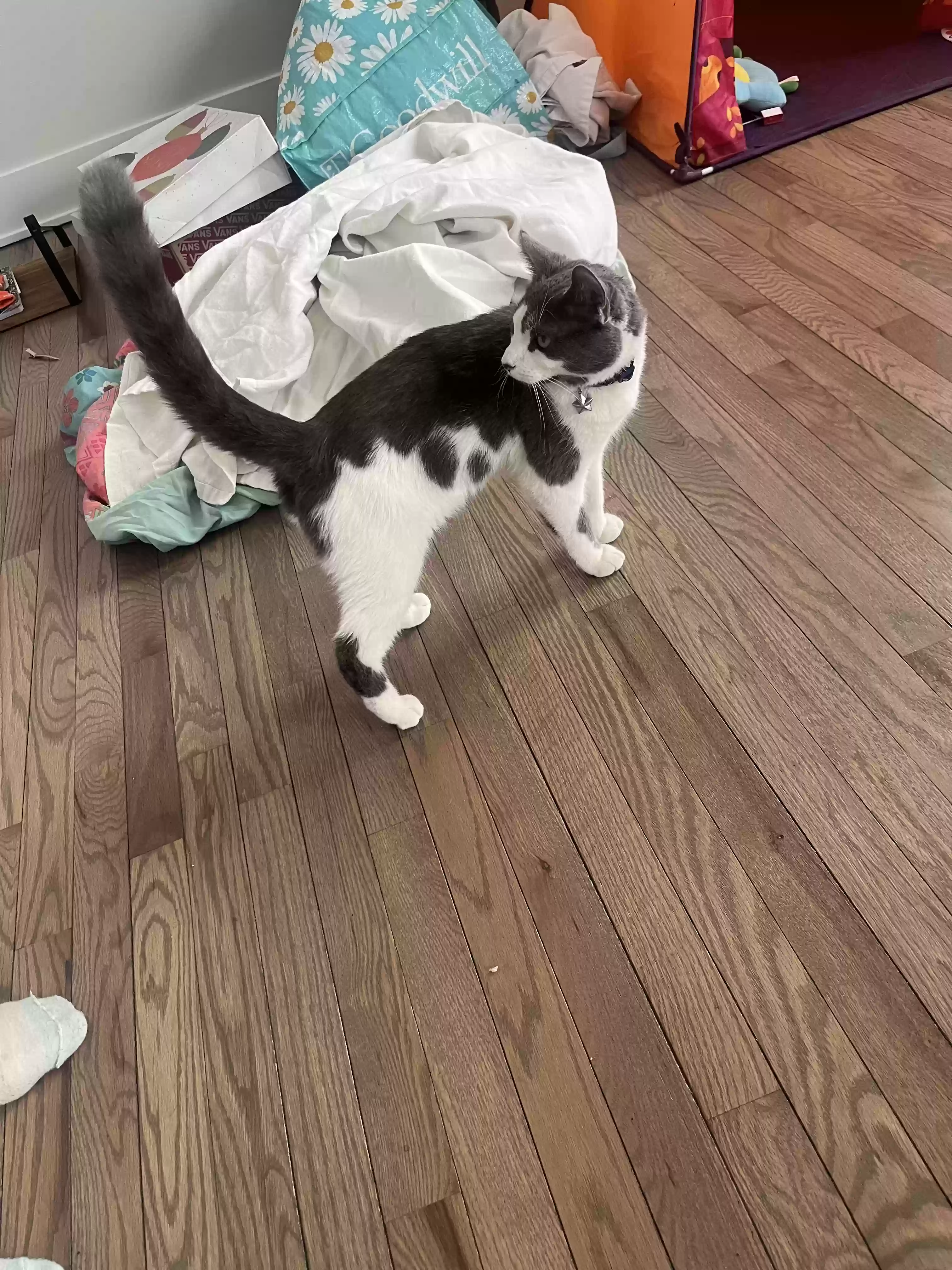 adoptable Cat in Chicago,IL named Kaos