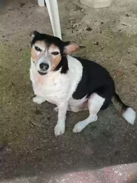 adoptable Dog in Mableton,GA named