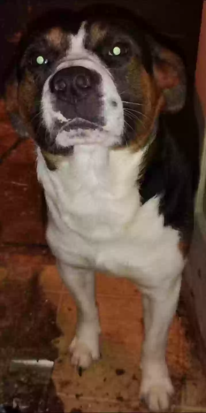 adoptable Dog in Sikeston,MO named Panda
