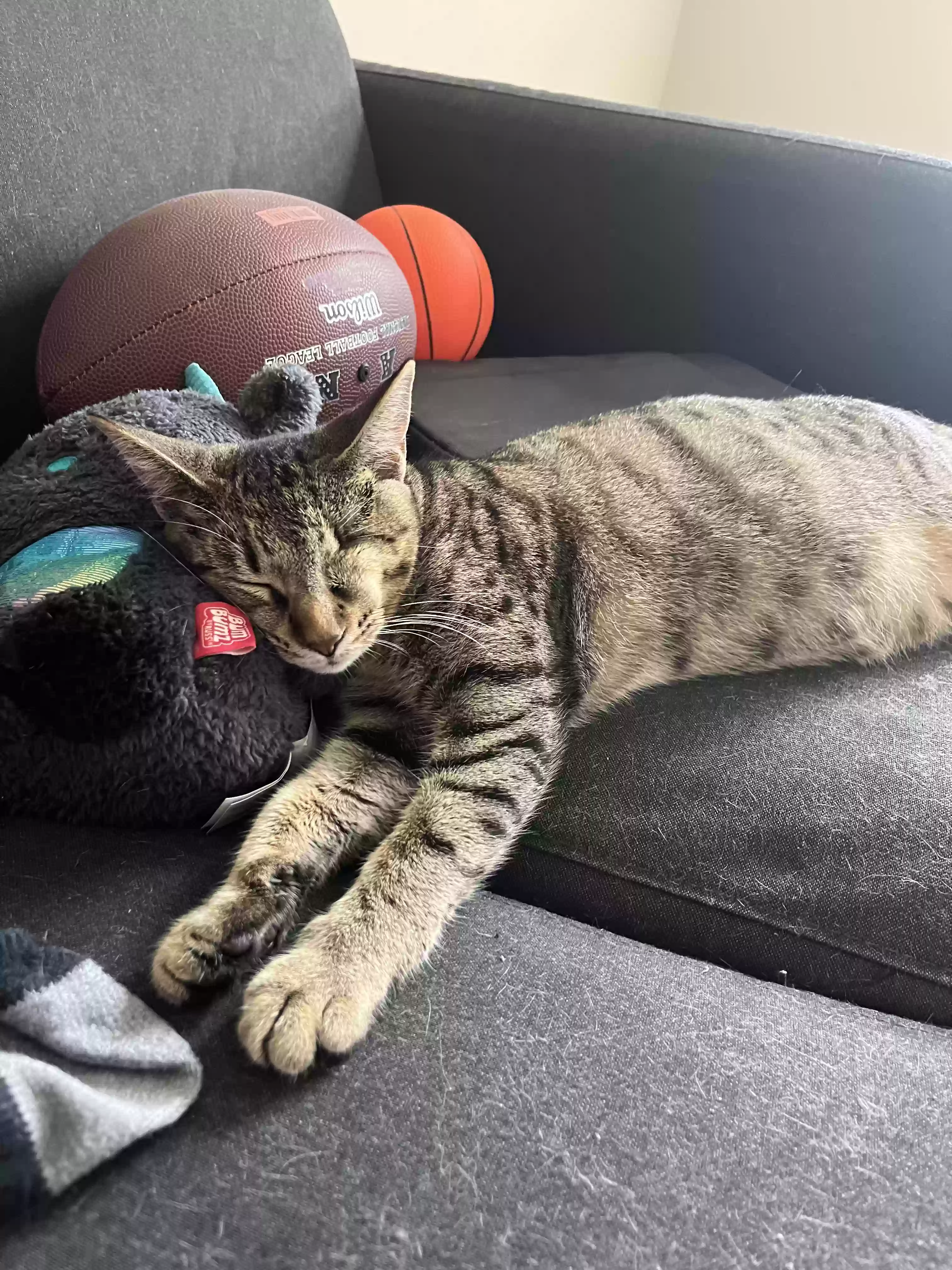 adoptable Cat in Miami,FL named Millie