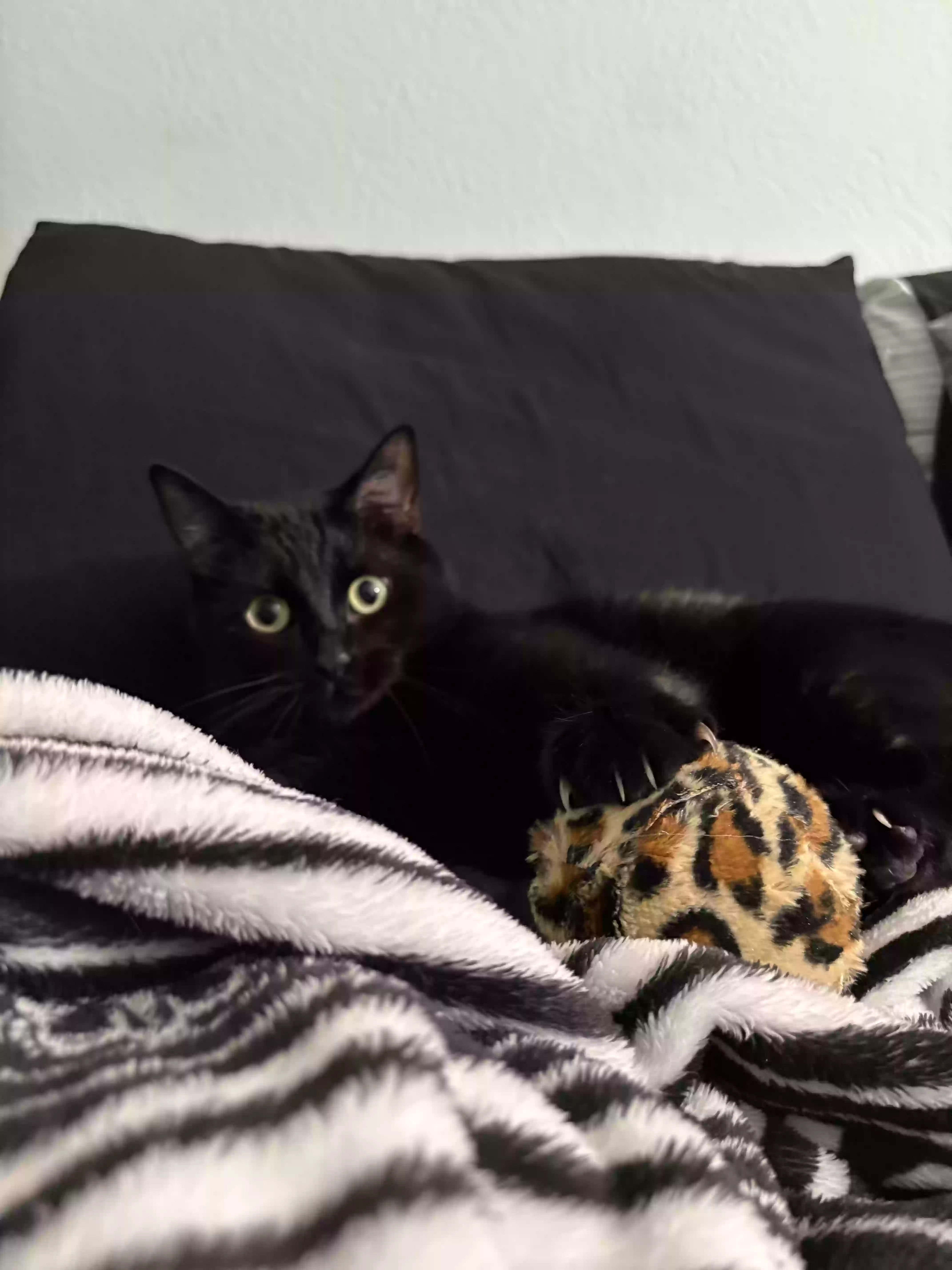 adoptable Cat in Tucson,AZ named Cinna