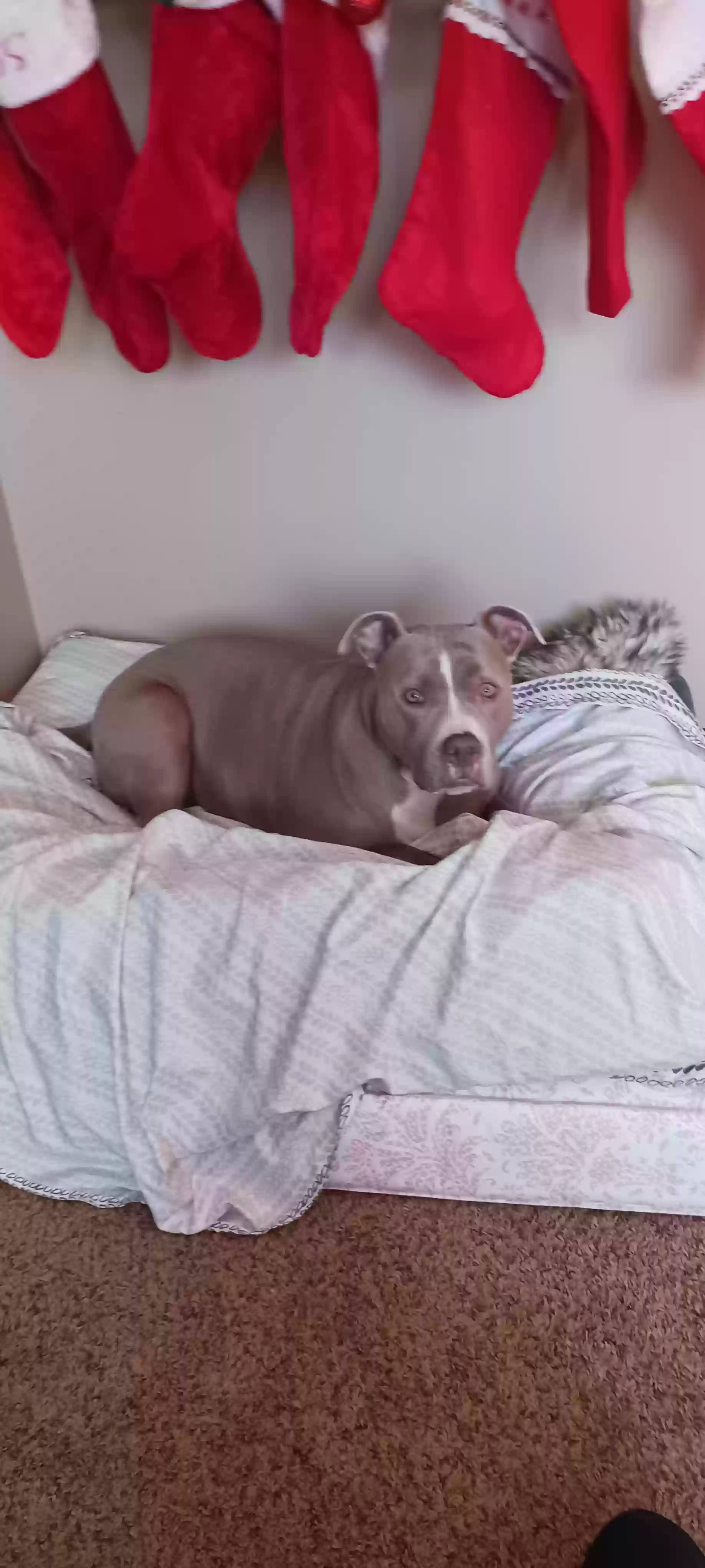adoptable Dog in Taunton,MN named Babee