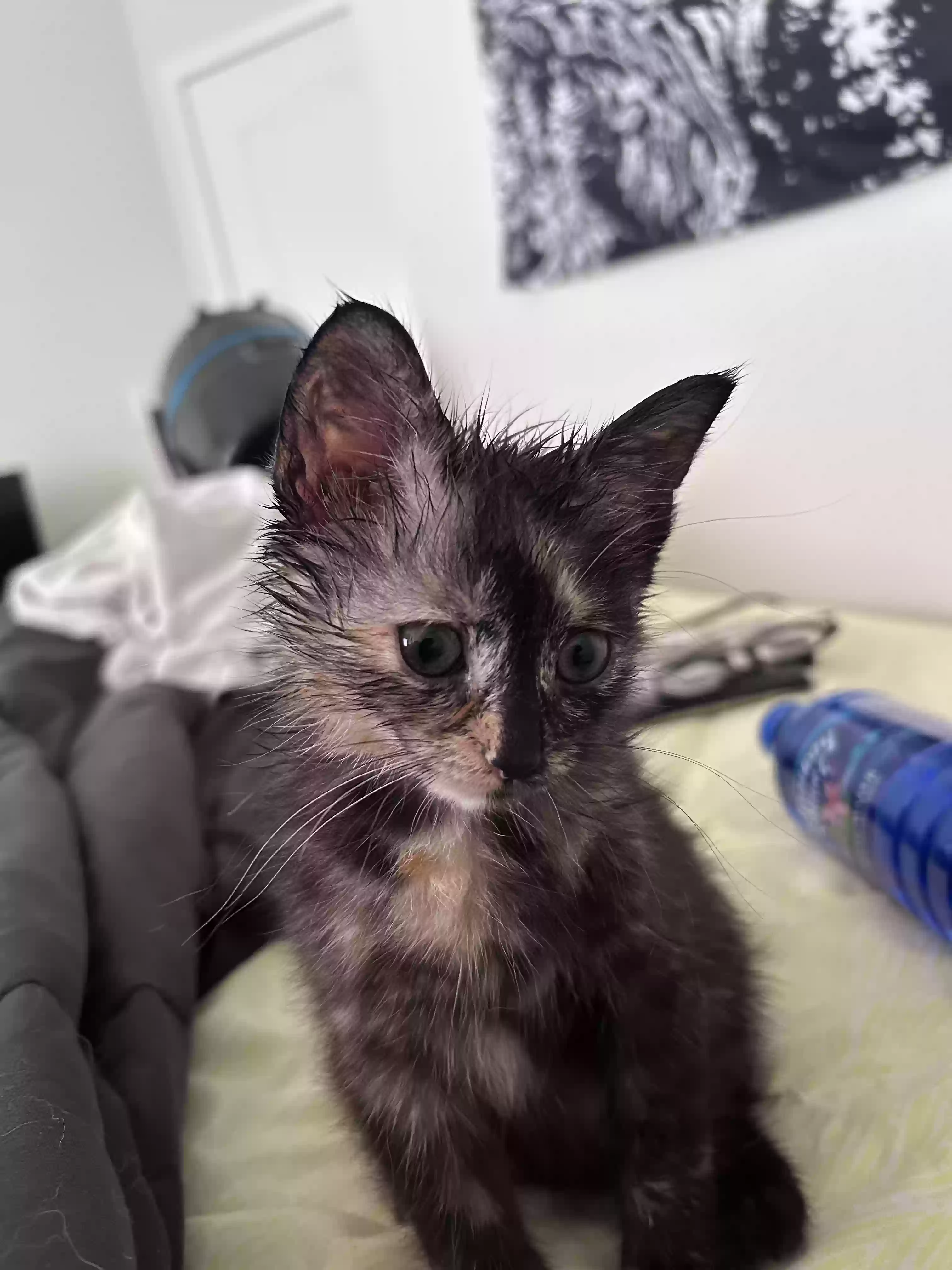 adoptable Cat in Lithonia,GA named Kiko
