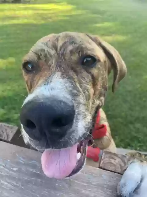 adoptable Dog in Dickinson,TX named Pluto