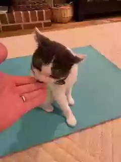 adoptable Cat in Atlanta,GA named Oreo