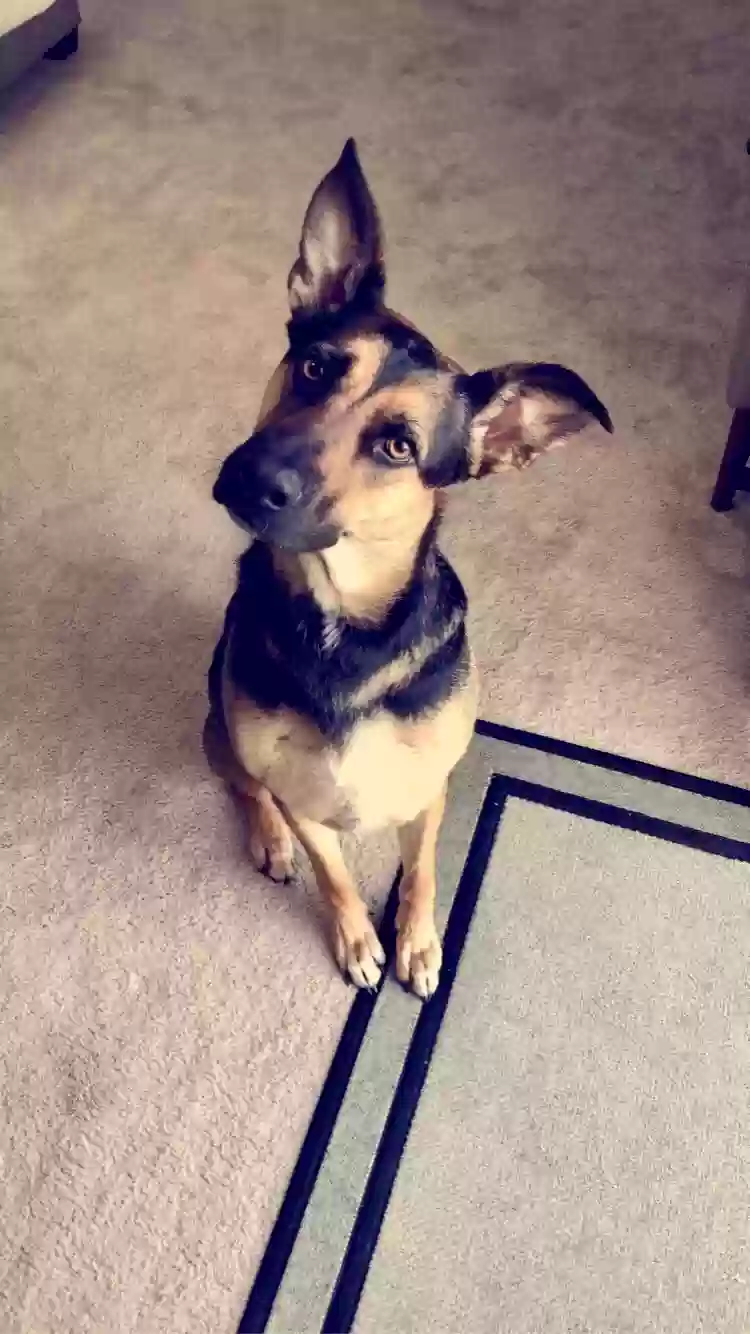 adoptable Dog in Bartlett,IL named Remi