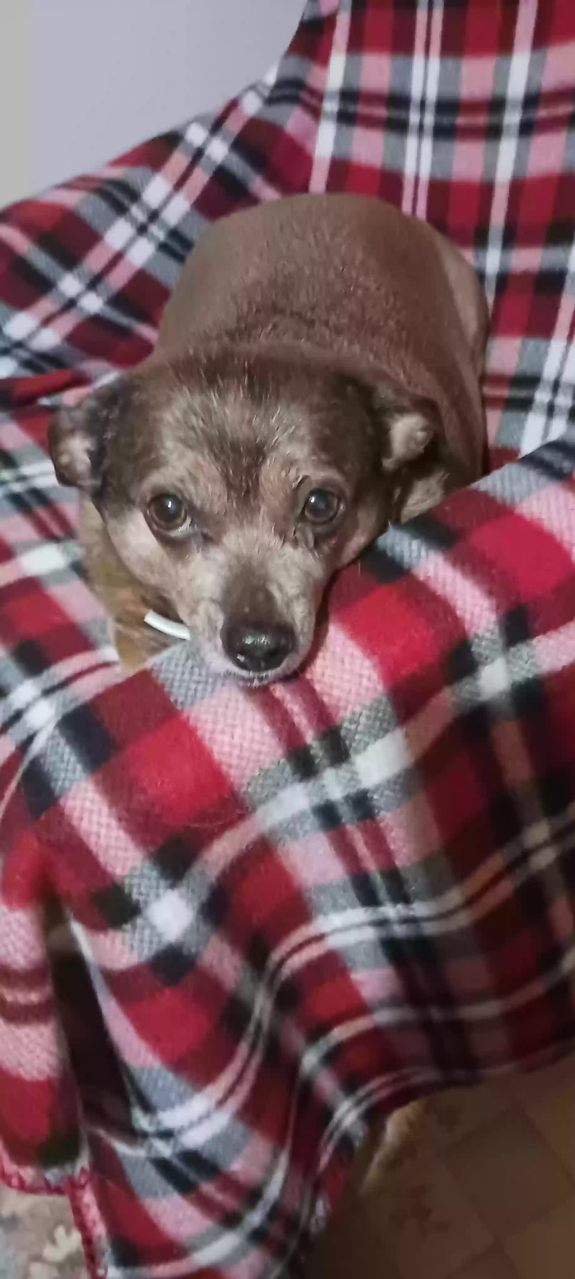 adoptable Dog in Taunton,MN named Meeha