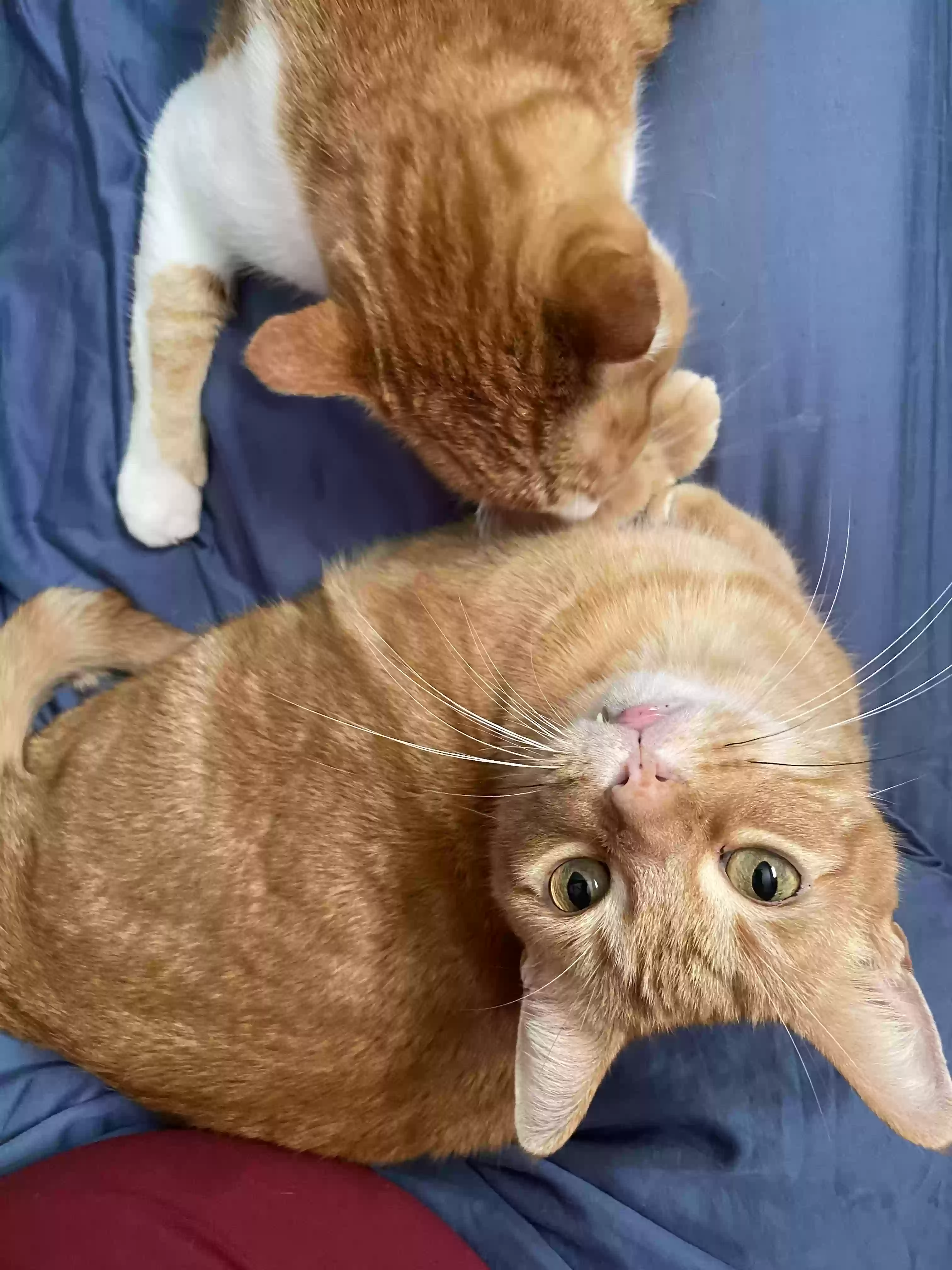 adoptable Cat in Houston,TX named Slash