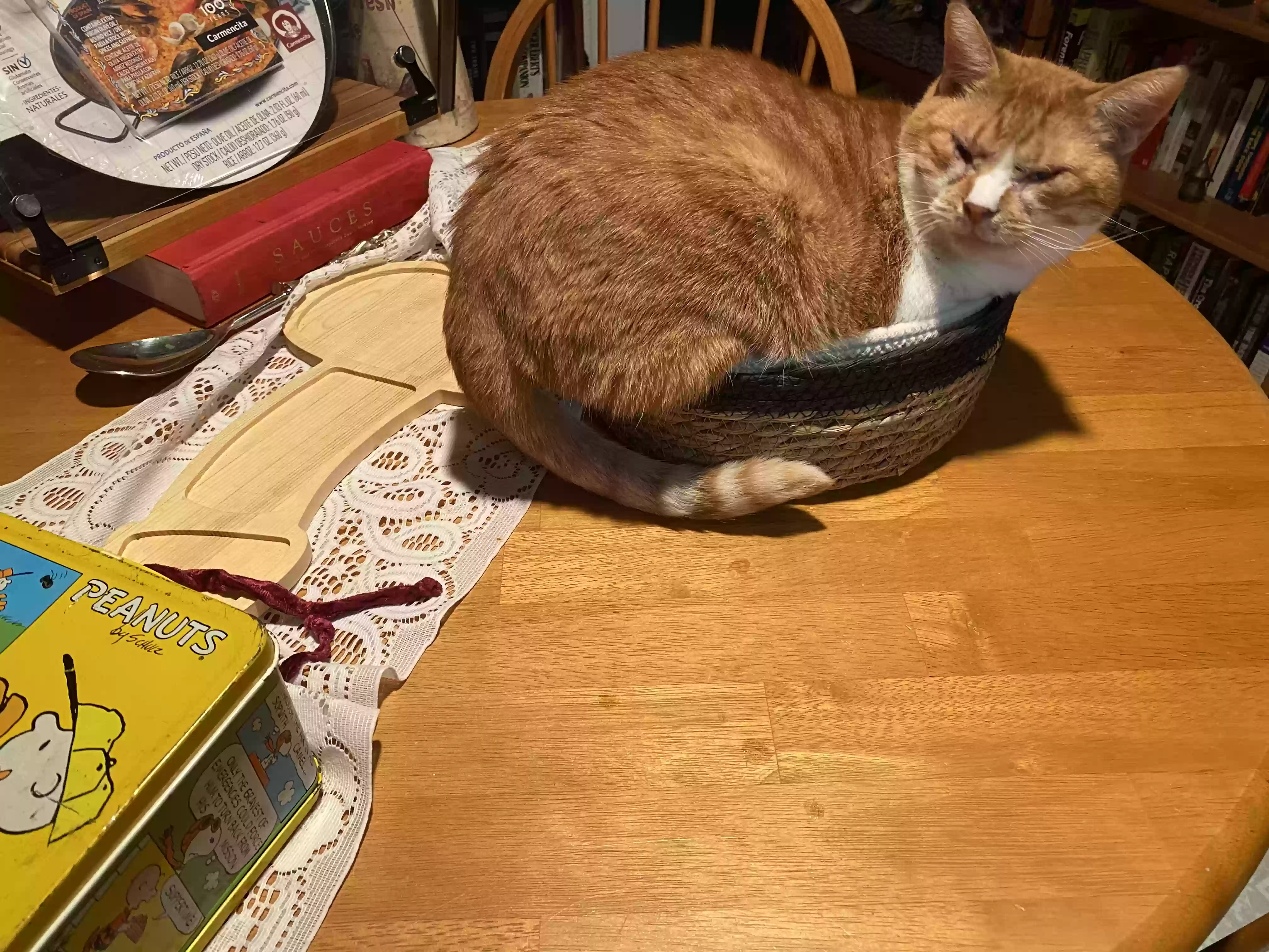 adoptable Cat in Houston,TX named Tyr