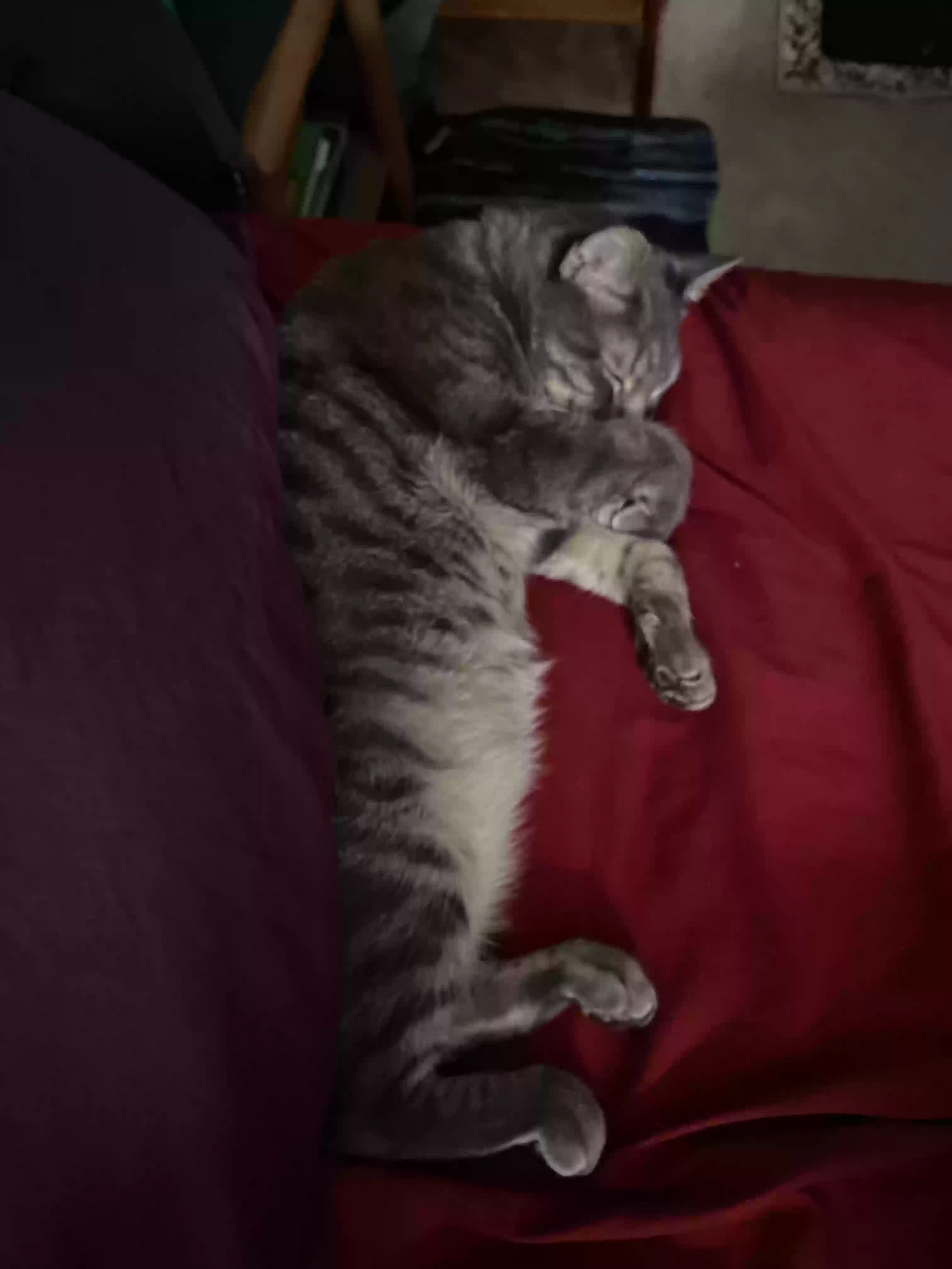 adoptable Cat in Houston,TX named Sweet Pea (Mama)