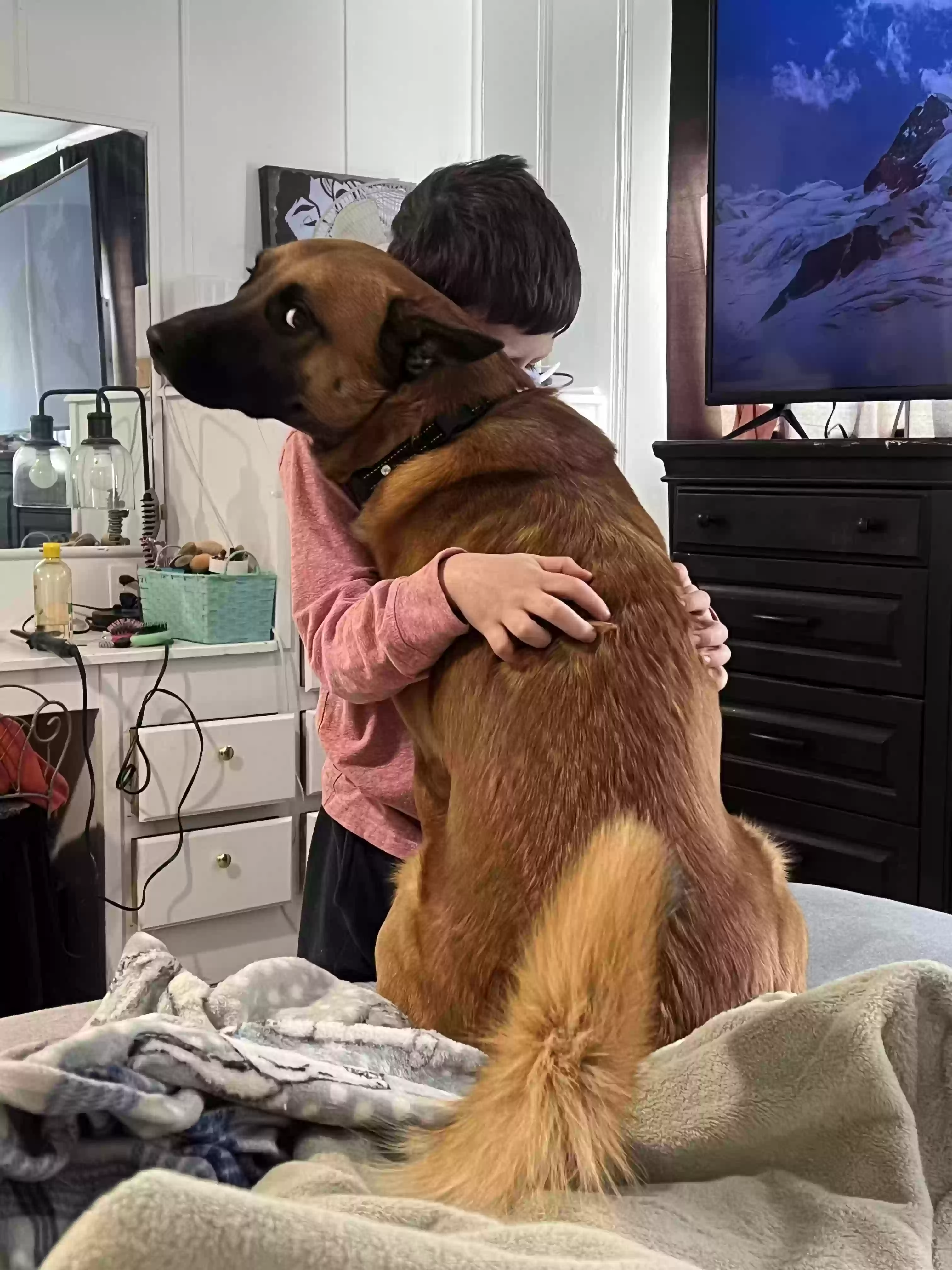 adoptable Dog in Amarillo,TX named Axle