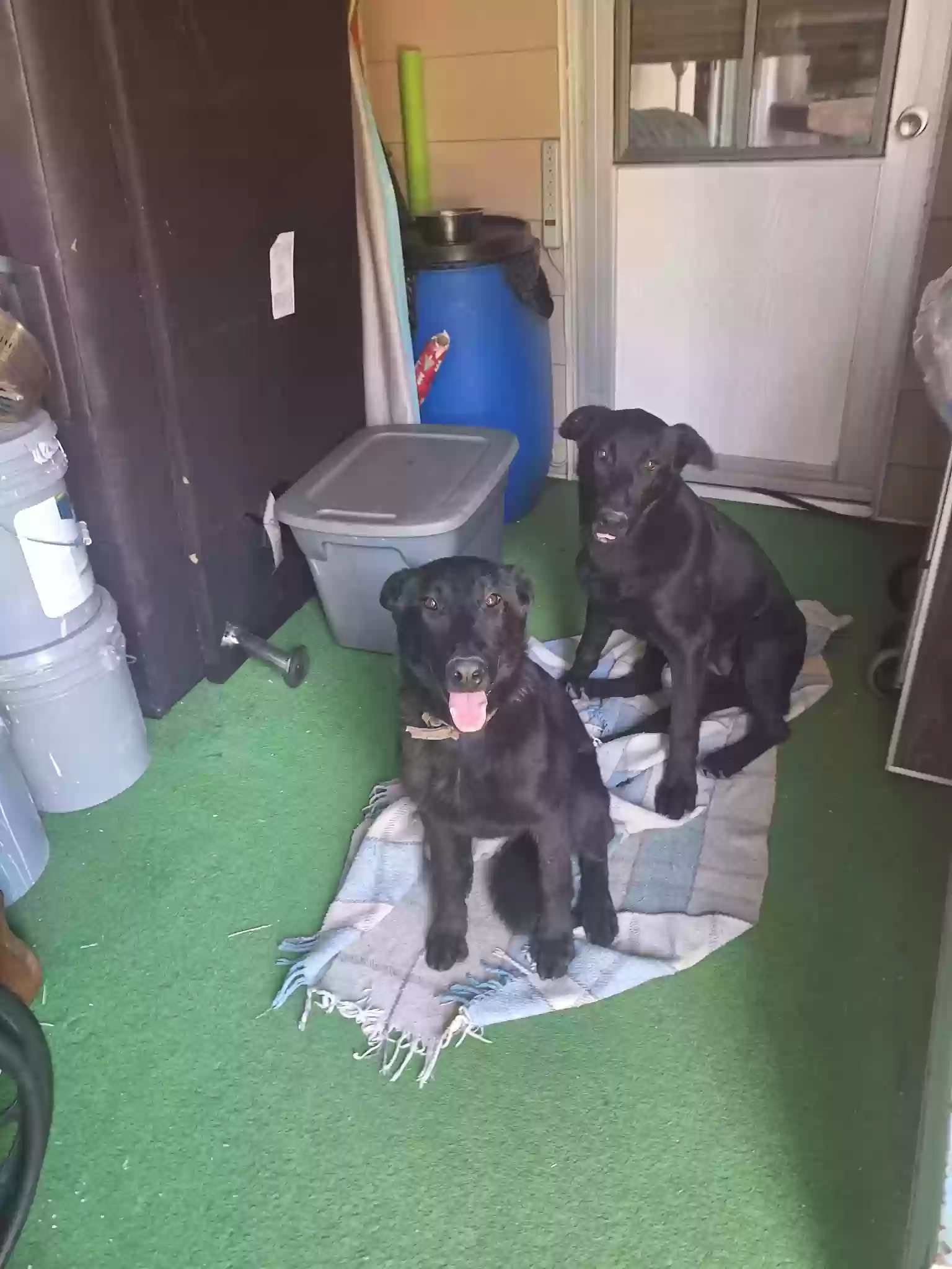 adoptable Dog in Nuevo,CA named Unsure
