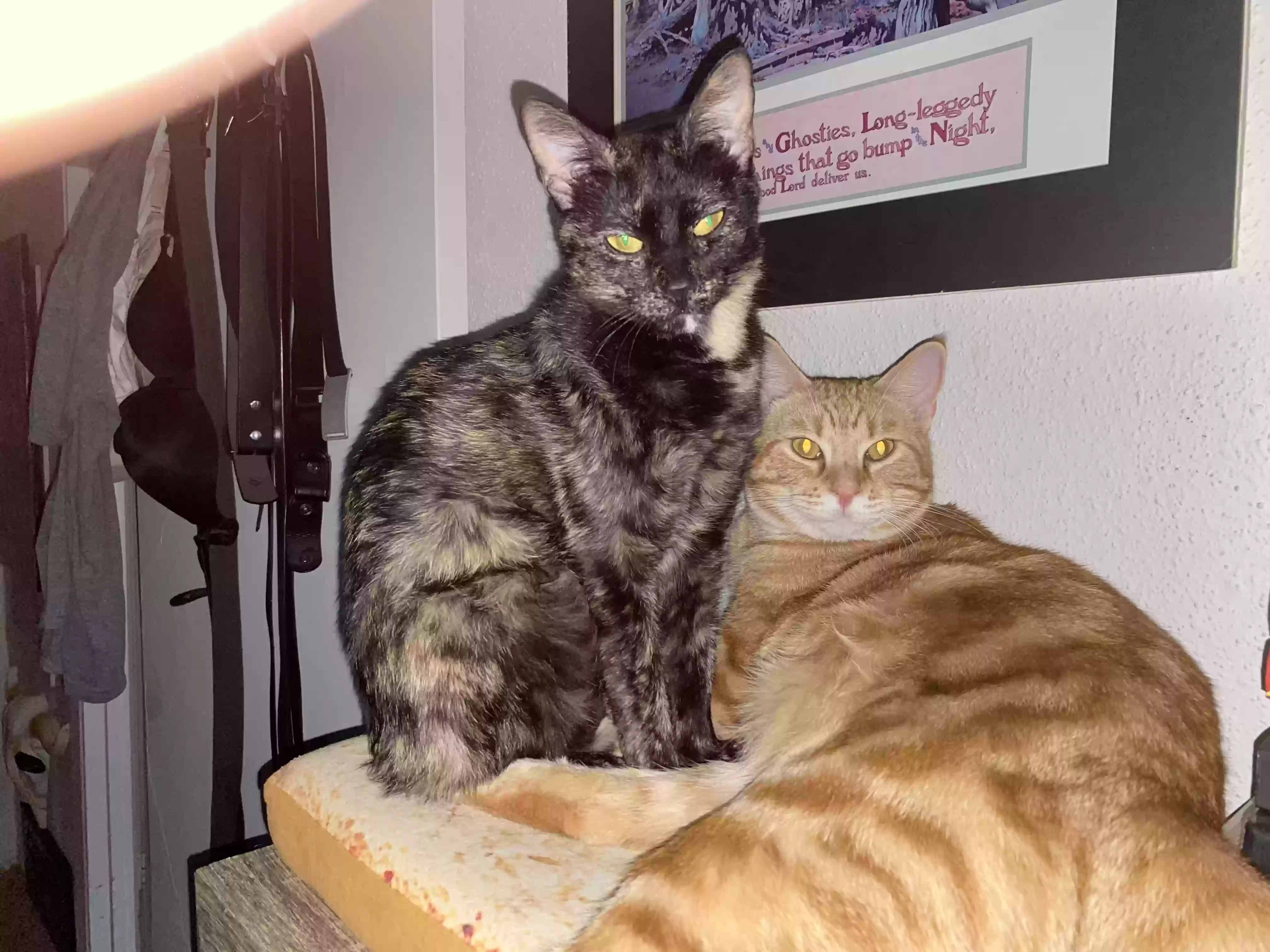 adoptable Cat in Houston,TX named Mable