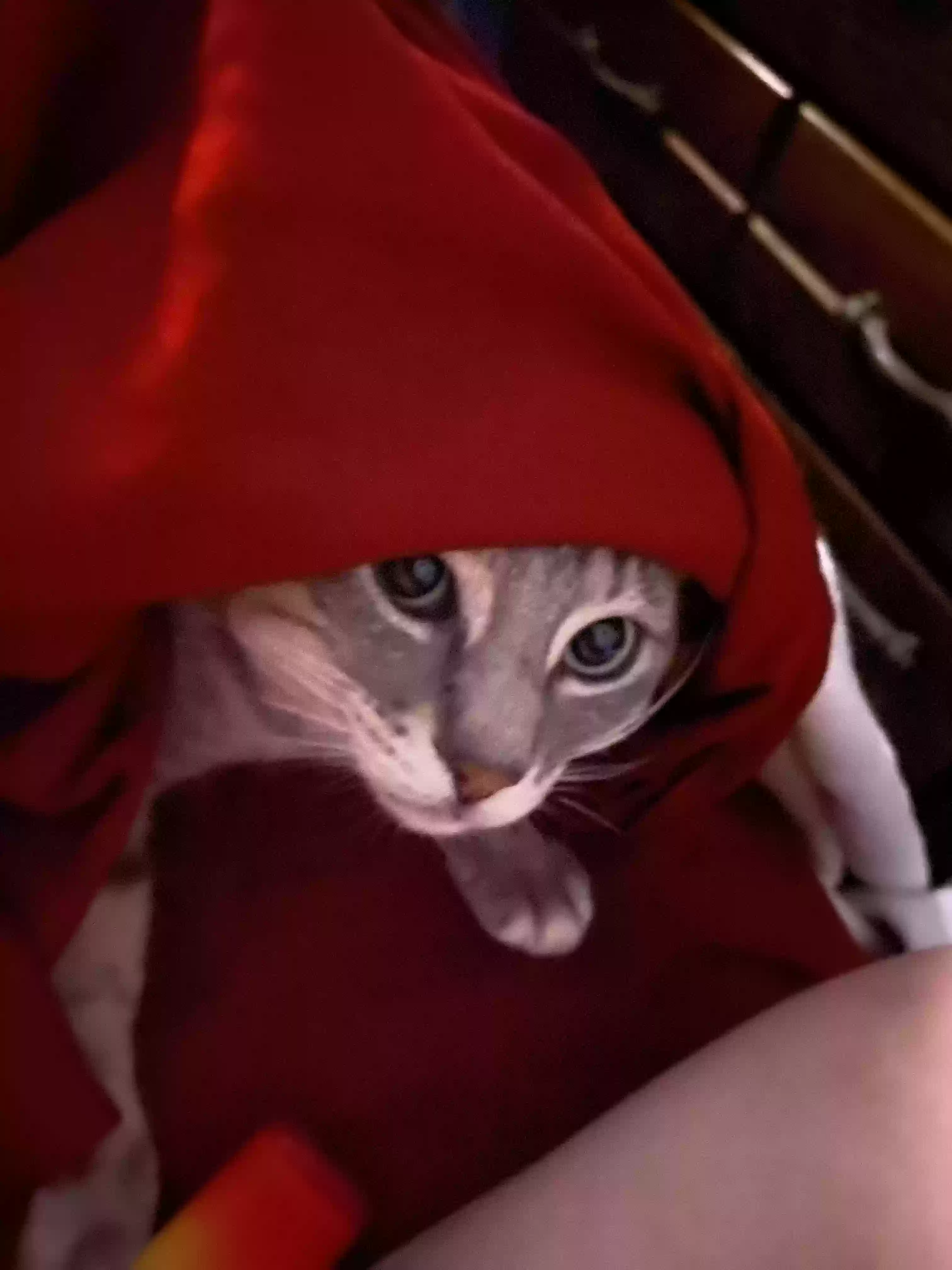adoptable Cat in Houston,TX named Biggie