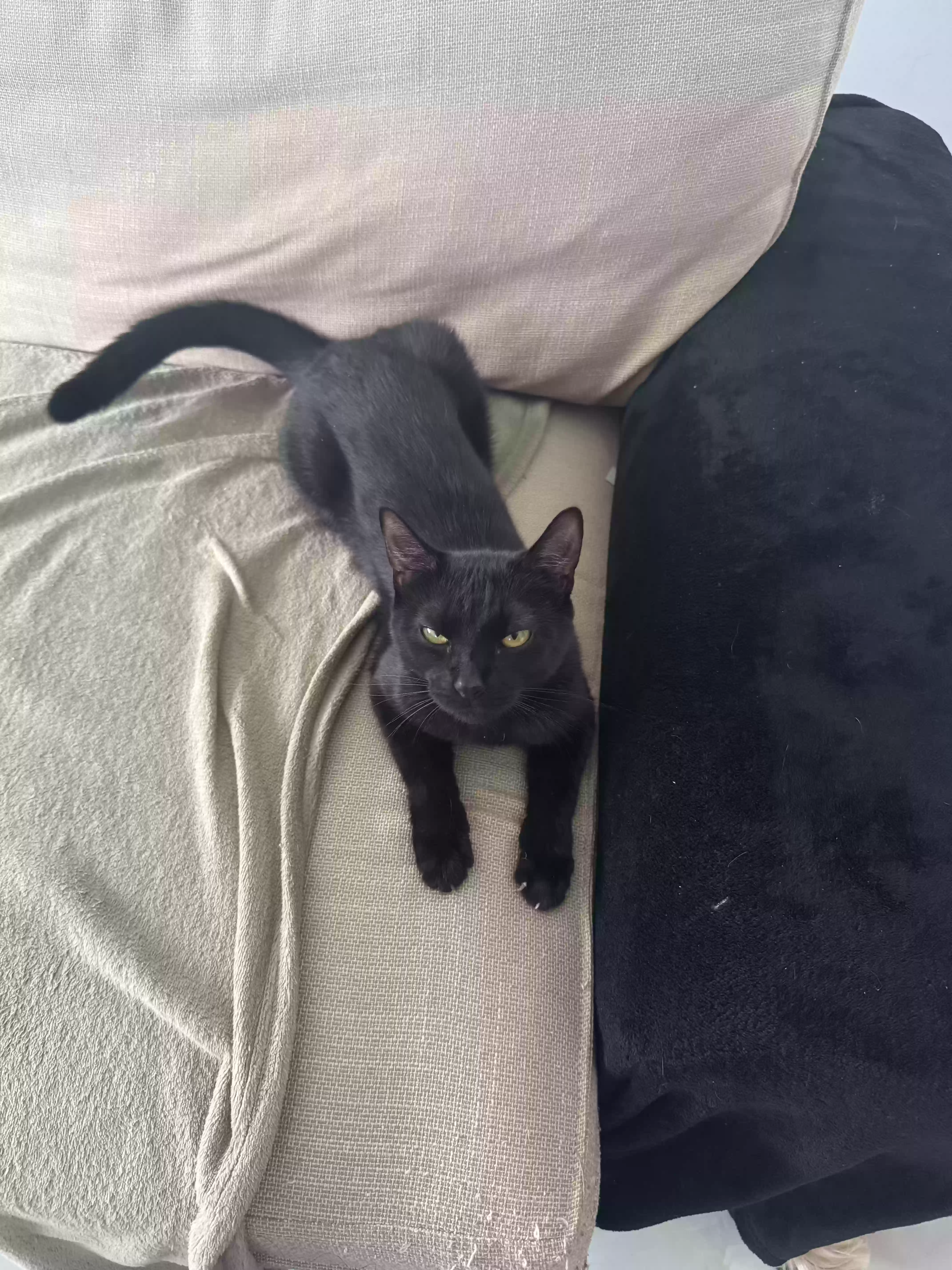 adoptable Cat in Oakland Gardens,NY named Stella