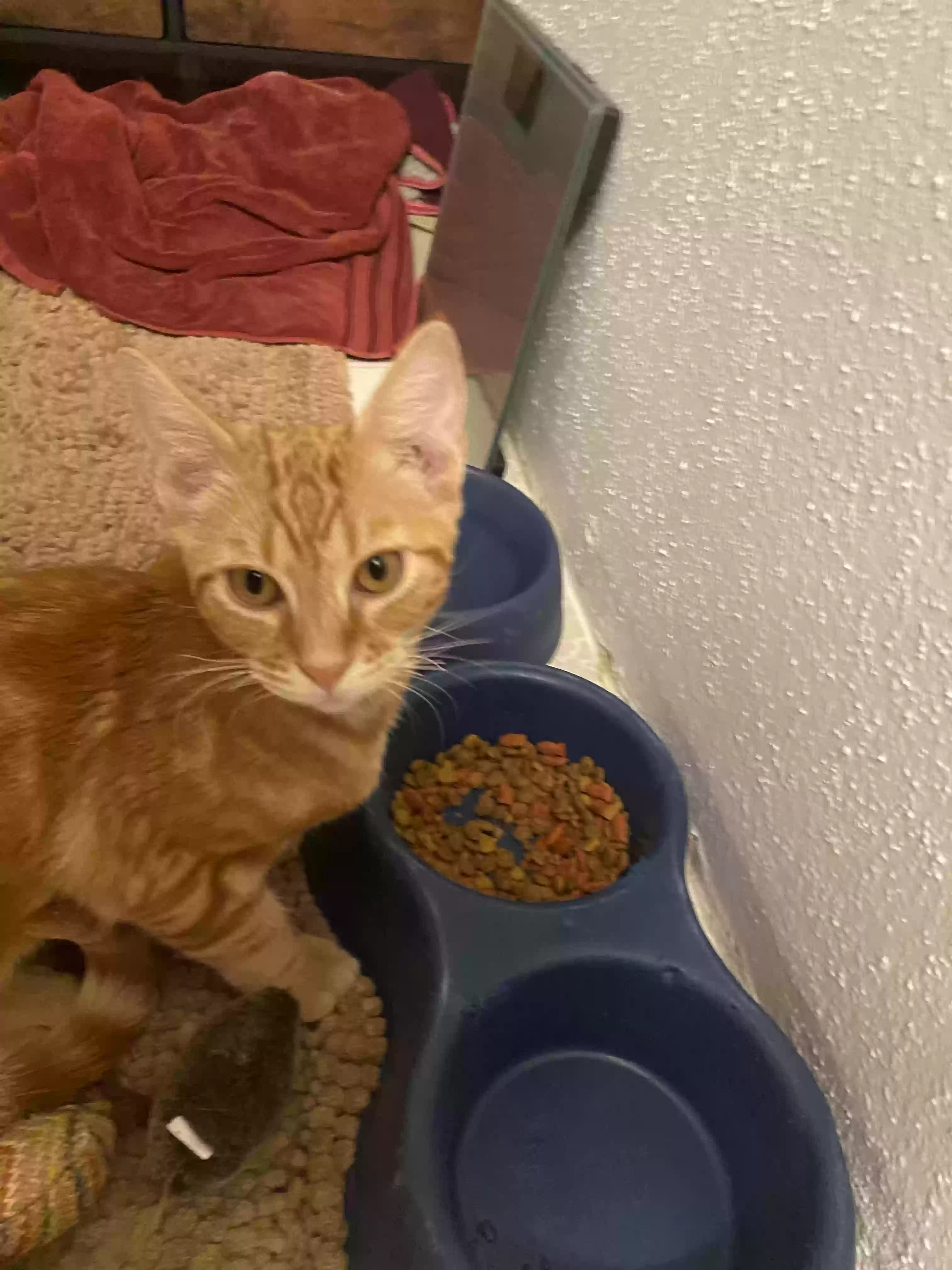 adoptable Cat in Houston,TX named Franklin
