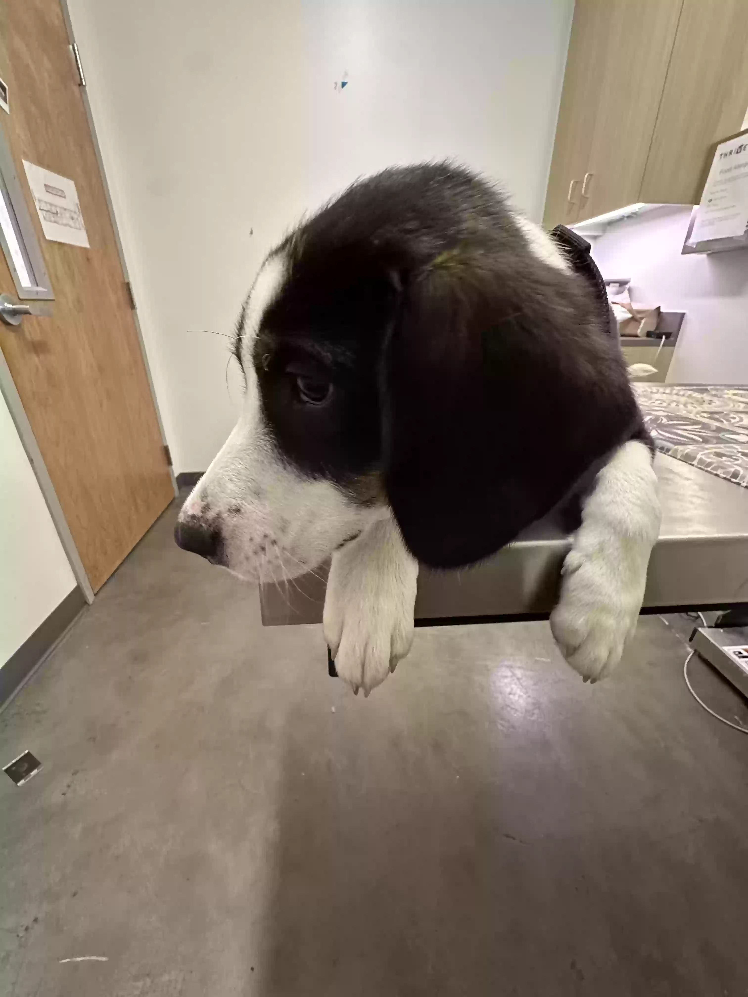 adoptable Dog in Stone Mountain,GA named Jack