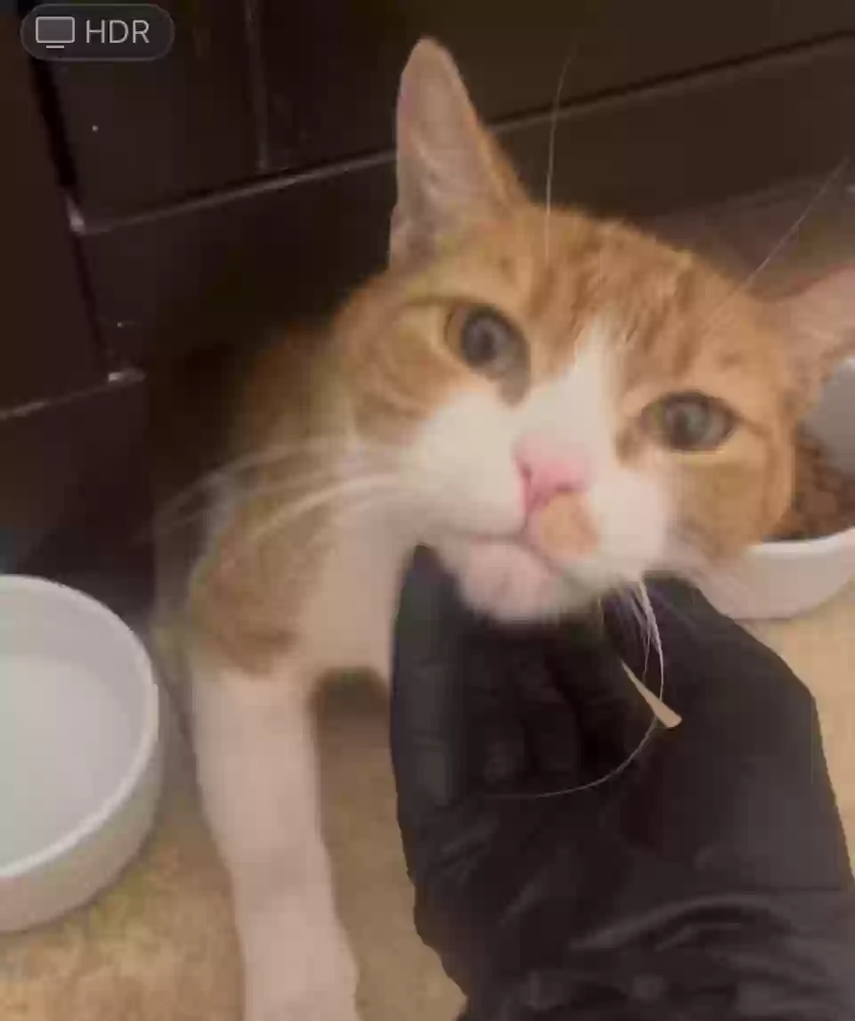 adoptable Cat in Long Beach,CA named Suki