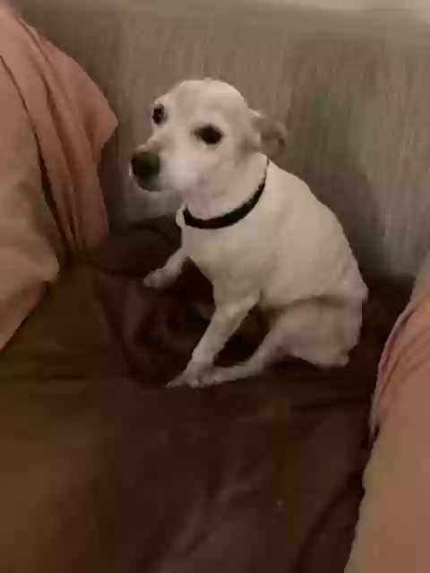 adoptable Dog in Mableton,GA named Honey