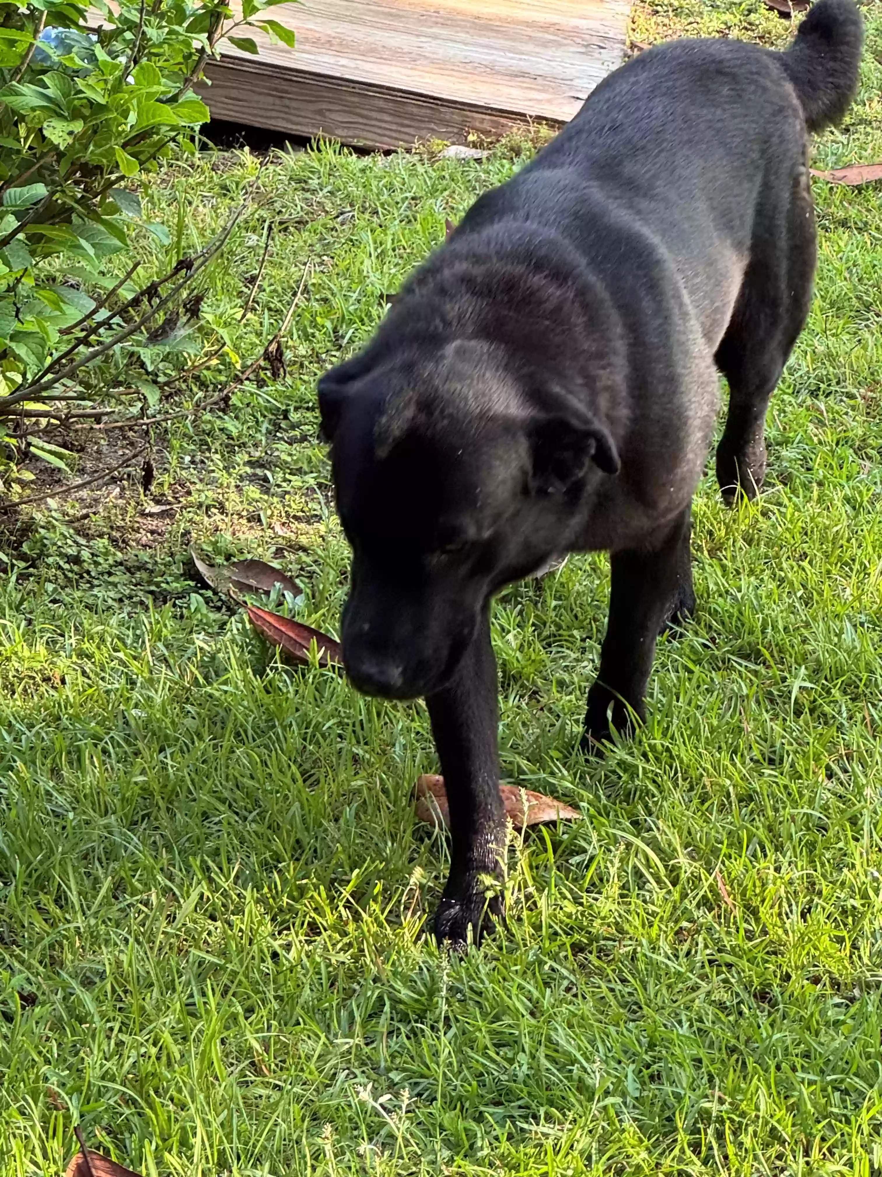 adoptable Dog in Camden,AL named Beau