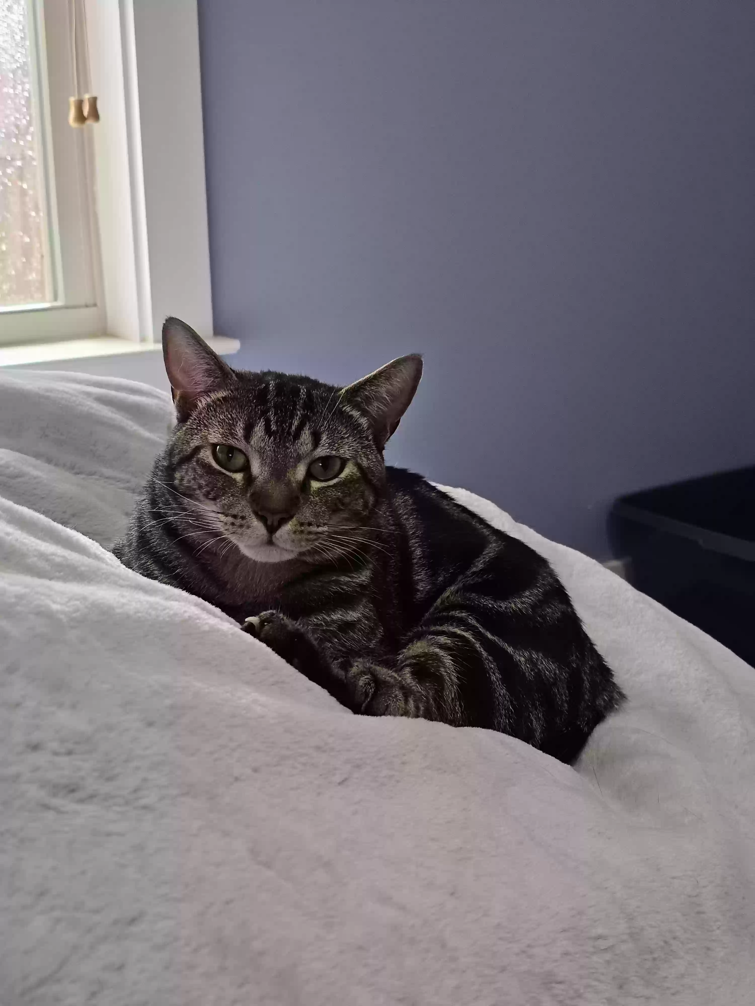 adoptable Cat in Lawrenceville,GA named Chili
