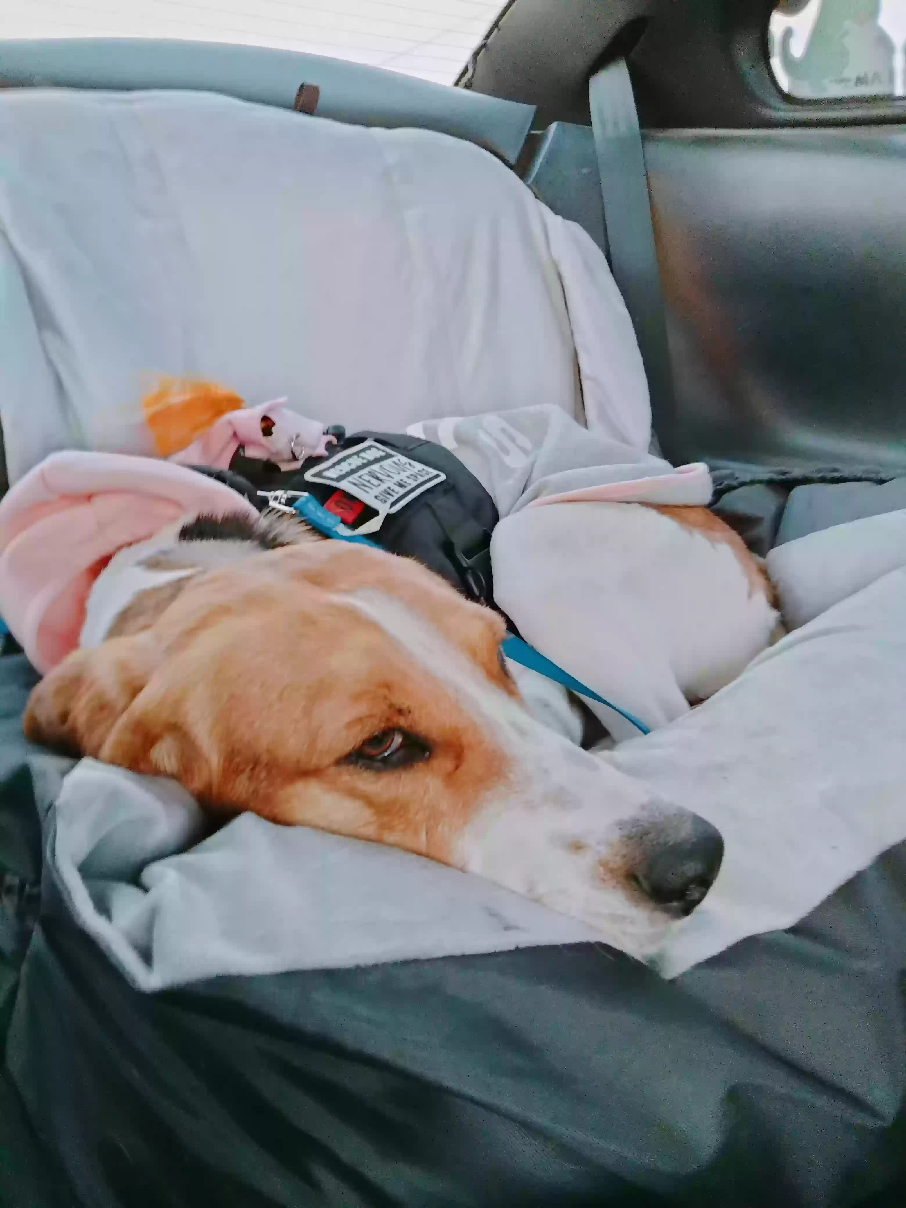 adoptable Dog in Columbia,SC named Diamond