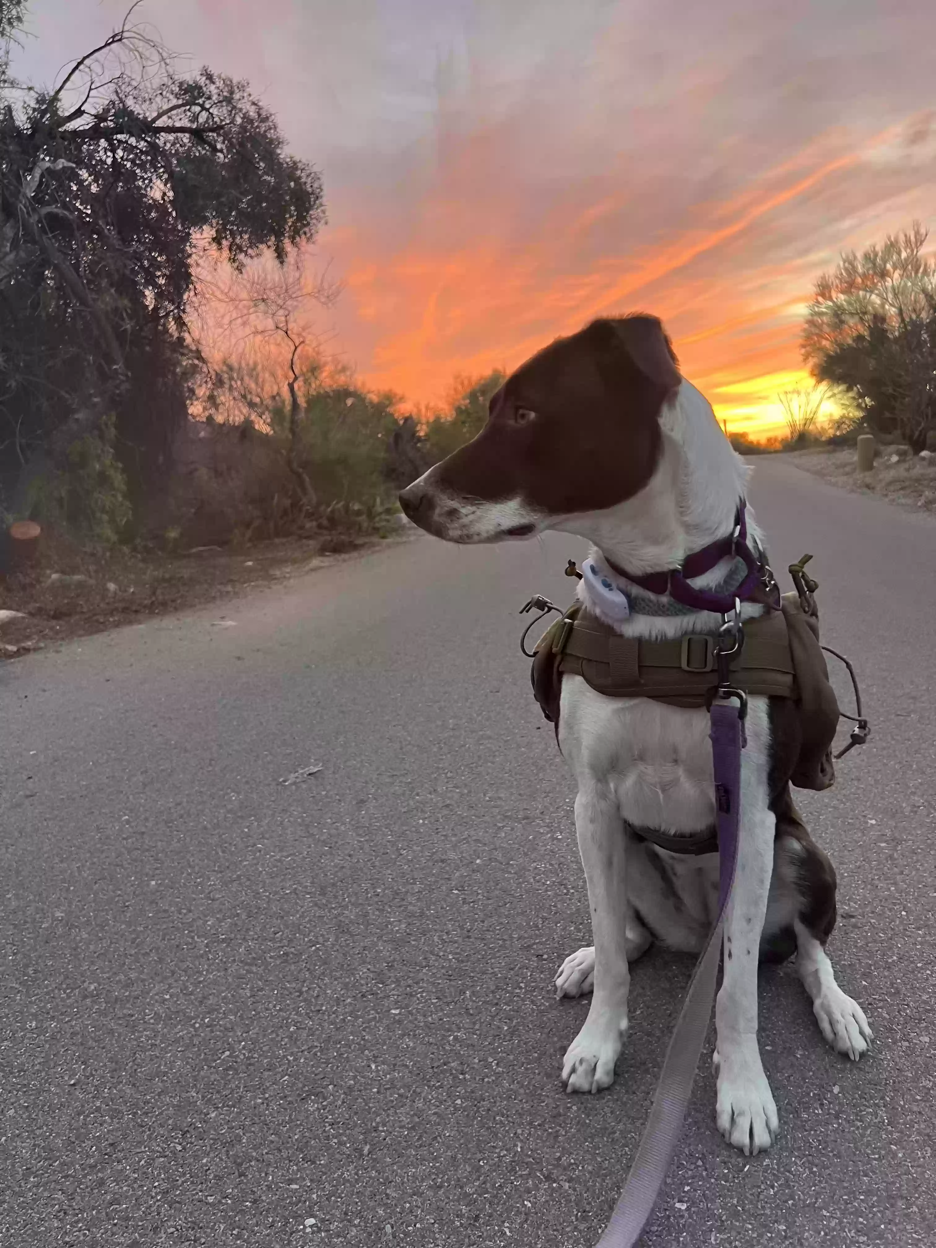adoptable Dog in Tucson,AZ named Brownie