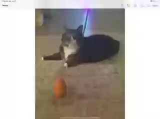 adoptable Cat in College Station,TX named Tiger