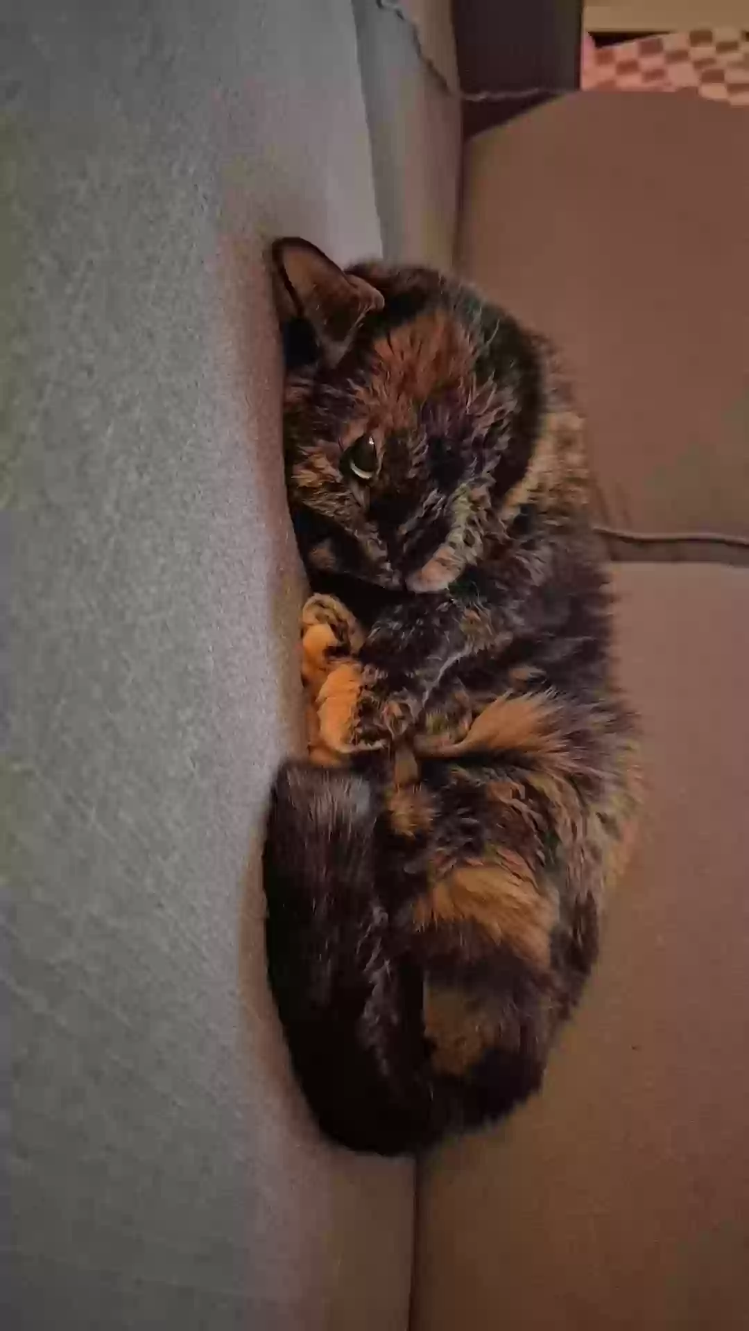 adoptable Cat in Lees Summit,MO named Tinker