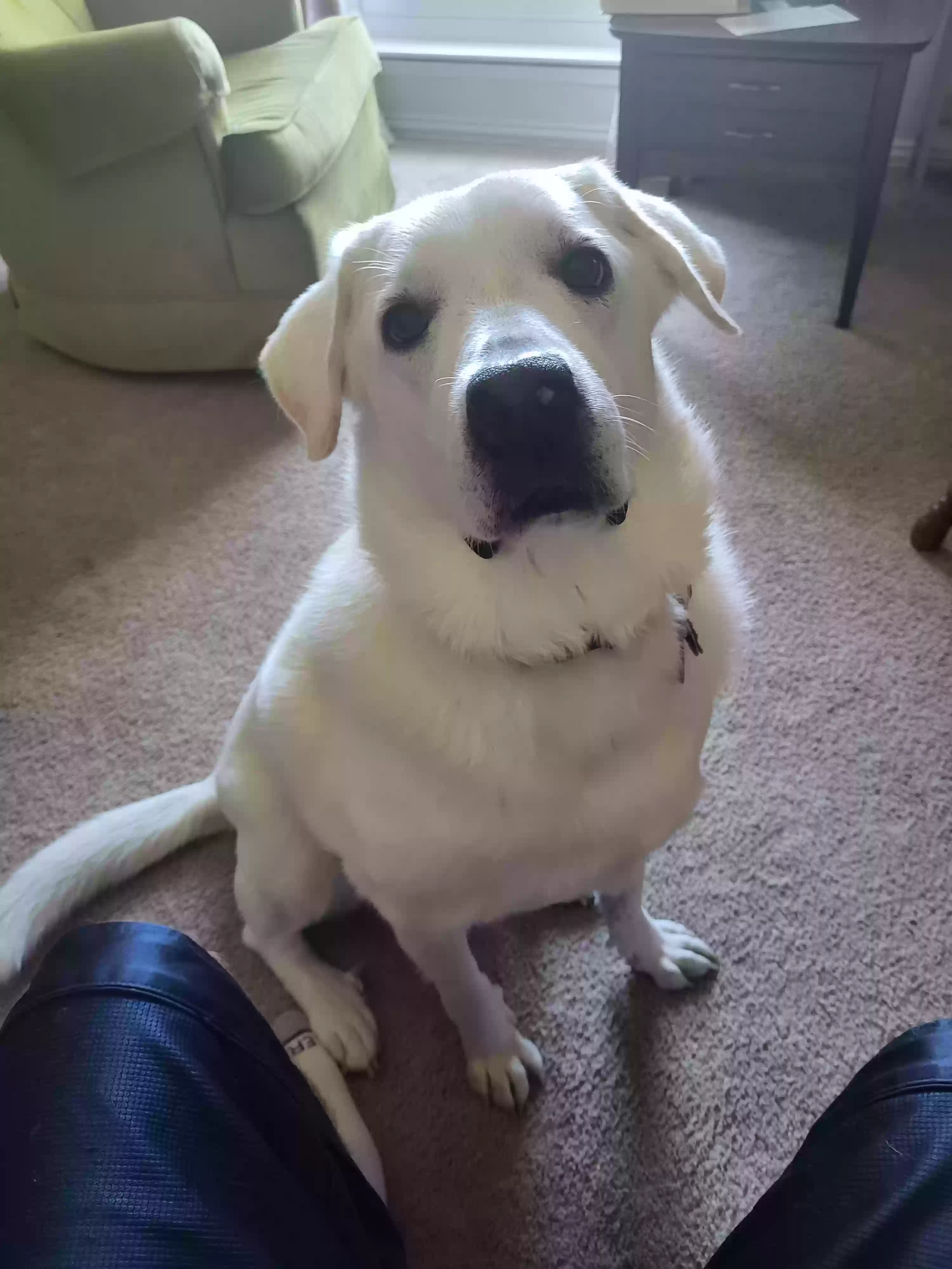 adoptable Dog in Grand Prairie,TX named Snowball