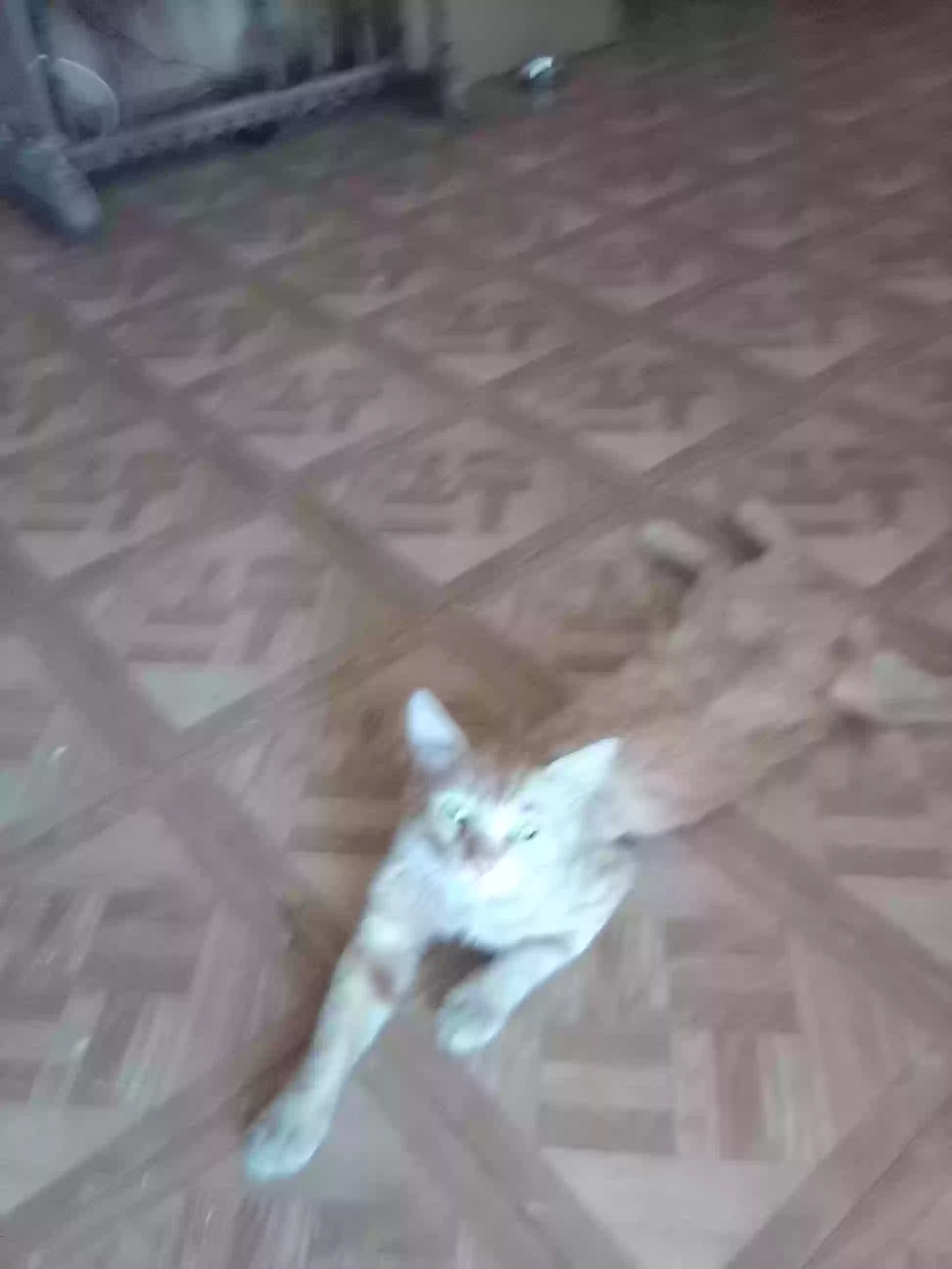 adoptable Cat in Las Vegas,NV named orangey
