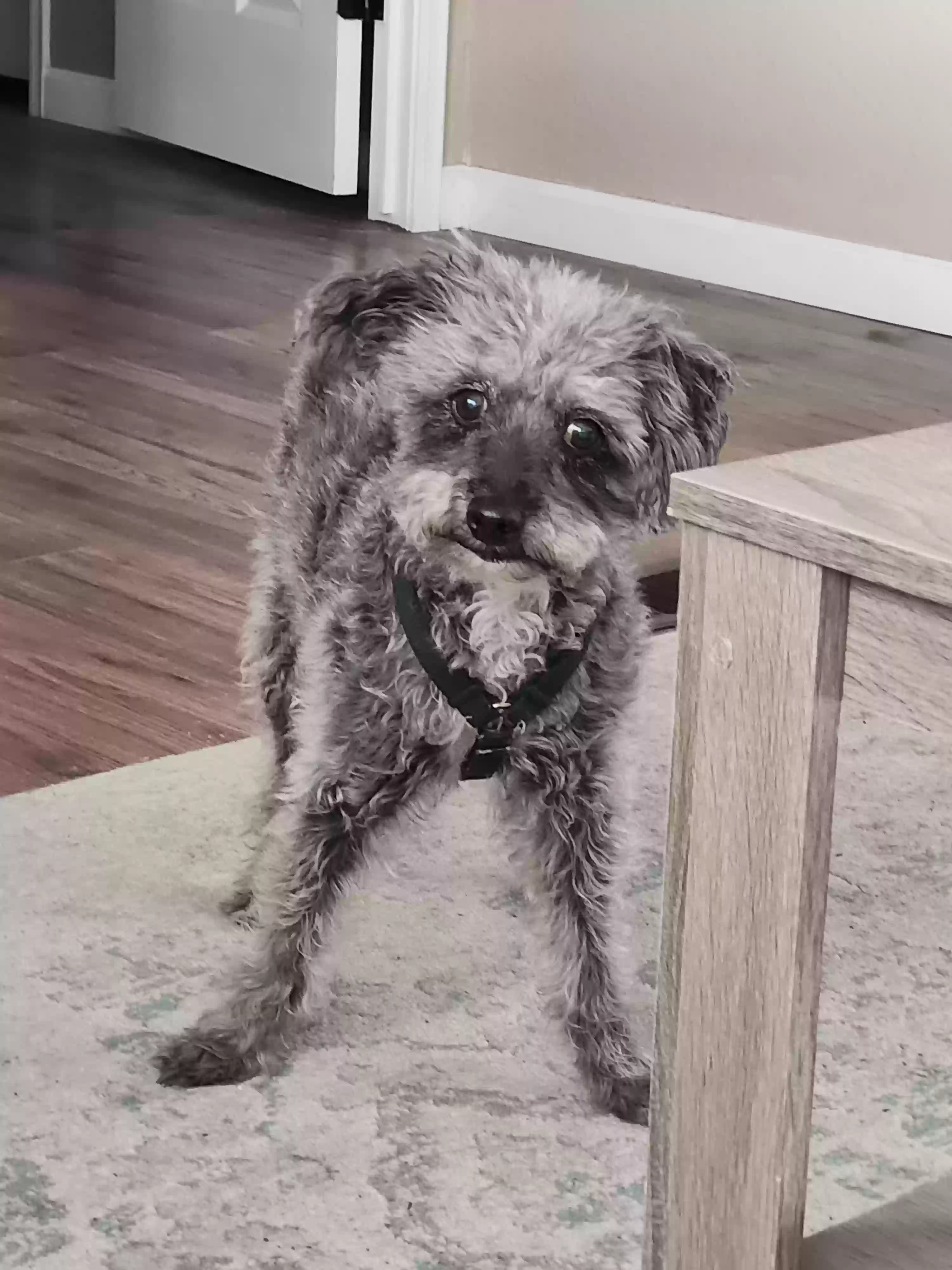 adoptable Dog in Prescott Valley,AZ named Bailey
