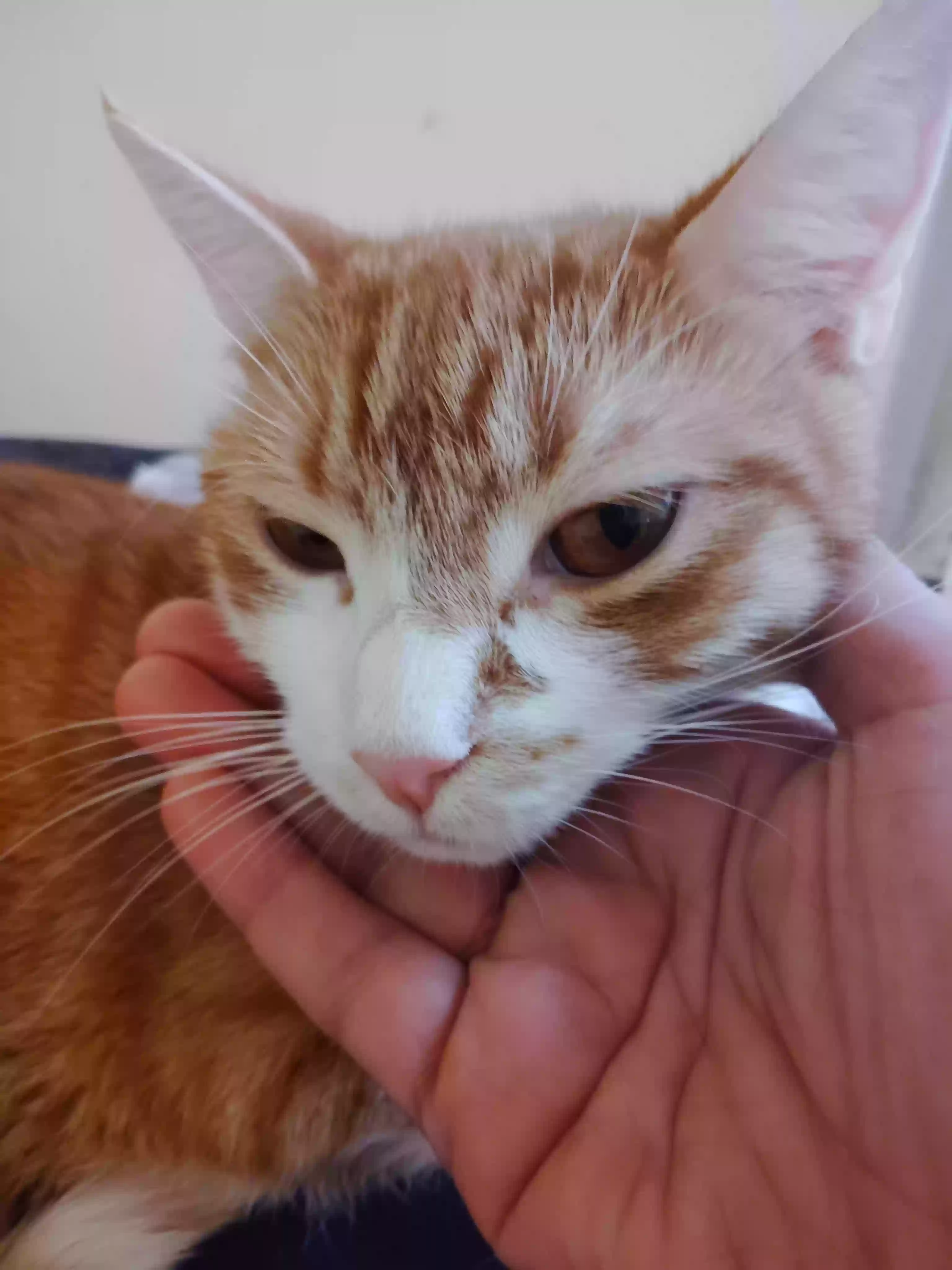 adoptable Cat in Brooklyn,NY named Emy