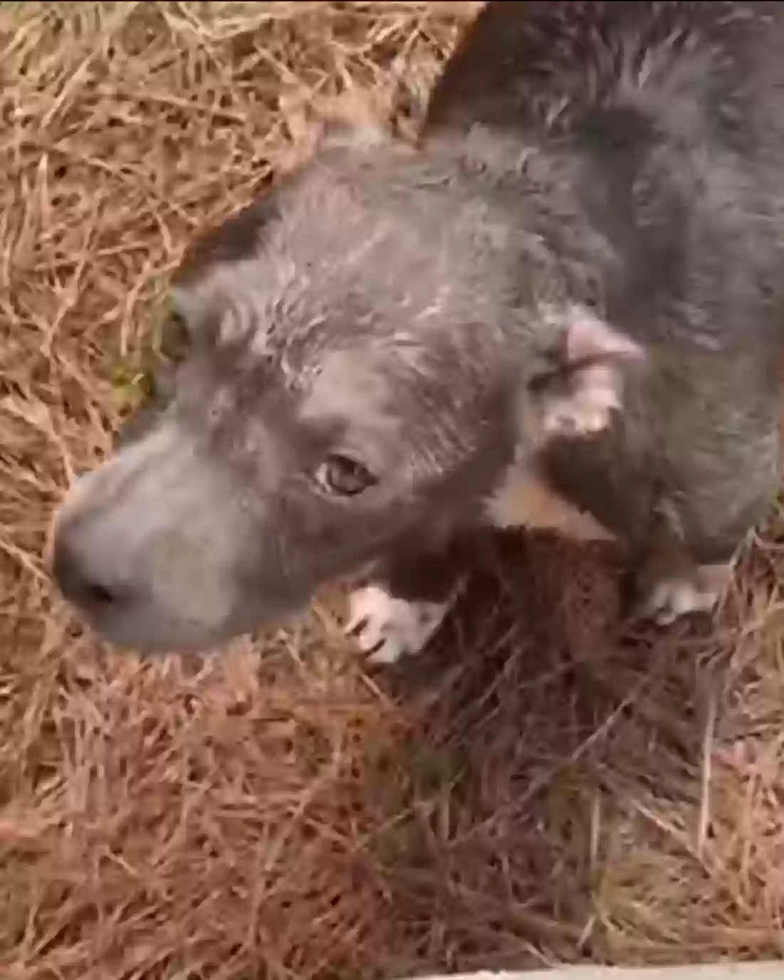 adoptable Dog in Oxford,GA named Mila