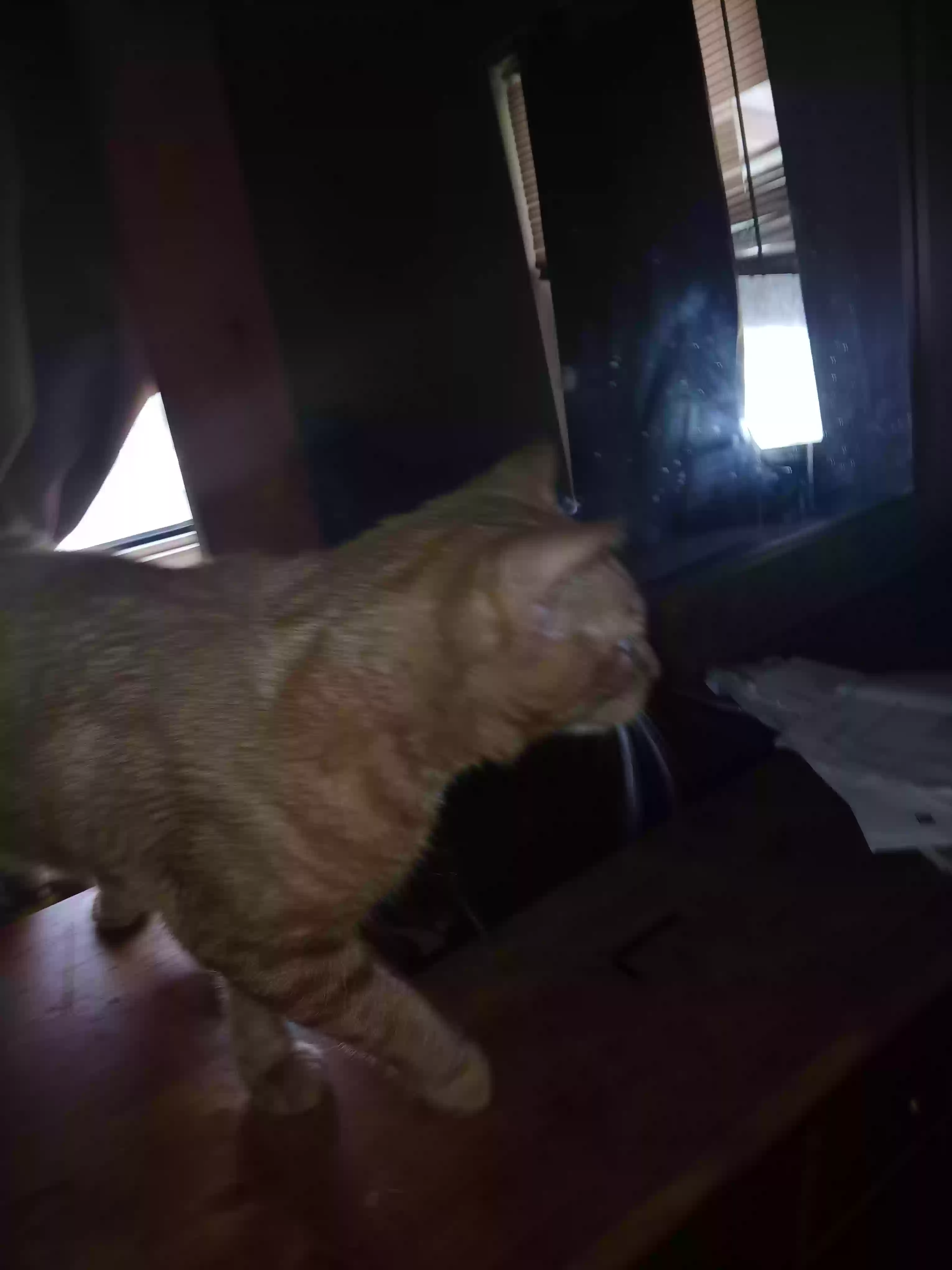 adoptable Cat in Baltimore,MD named Heaven  n mittens baby kitten