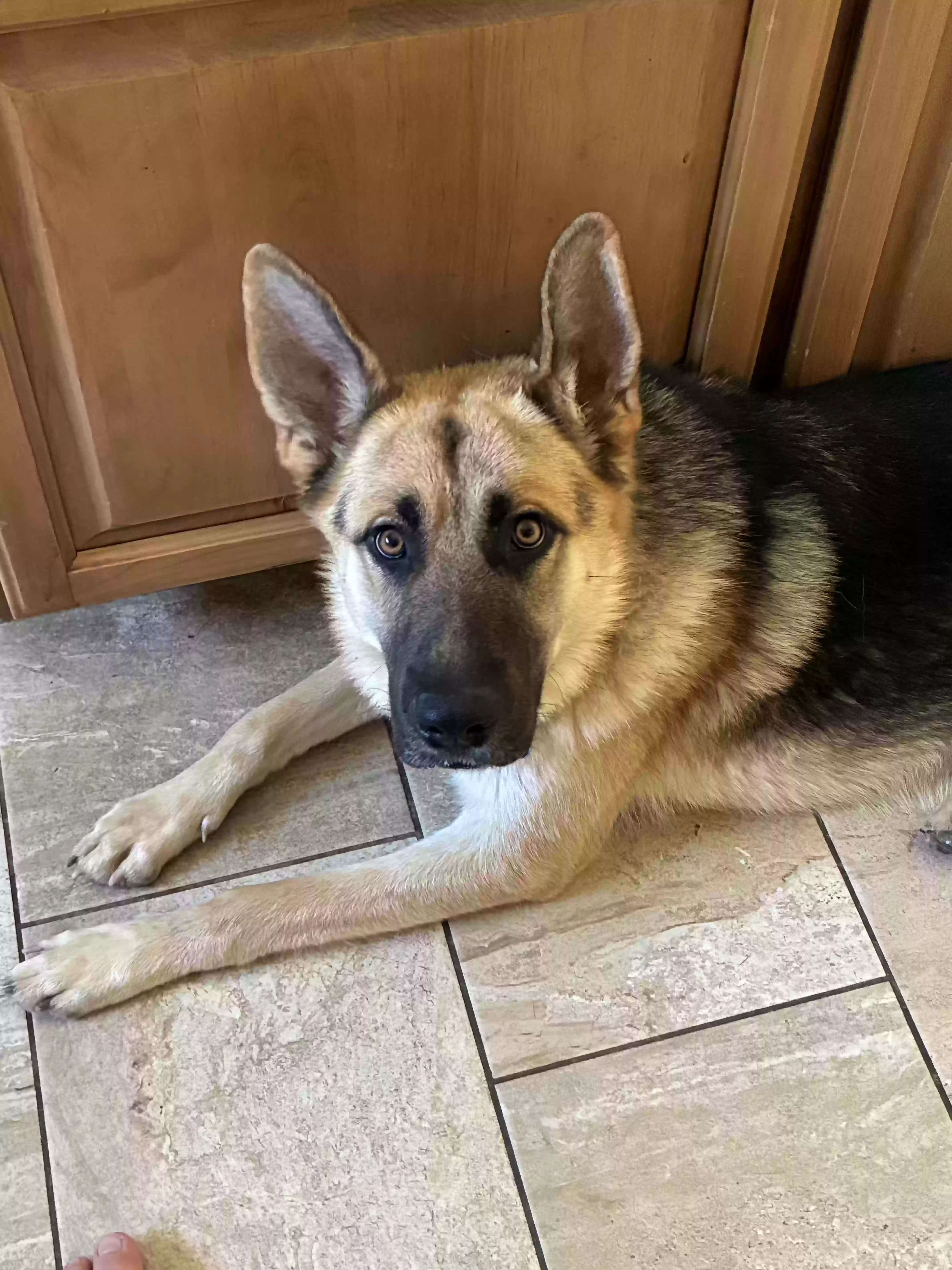 adoptable Dog in Belton,TX named Roney