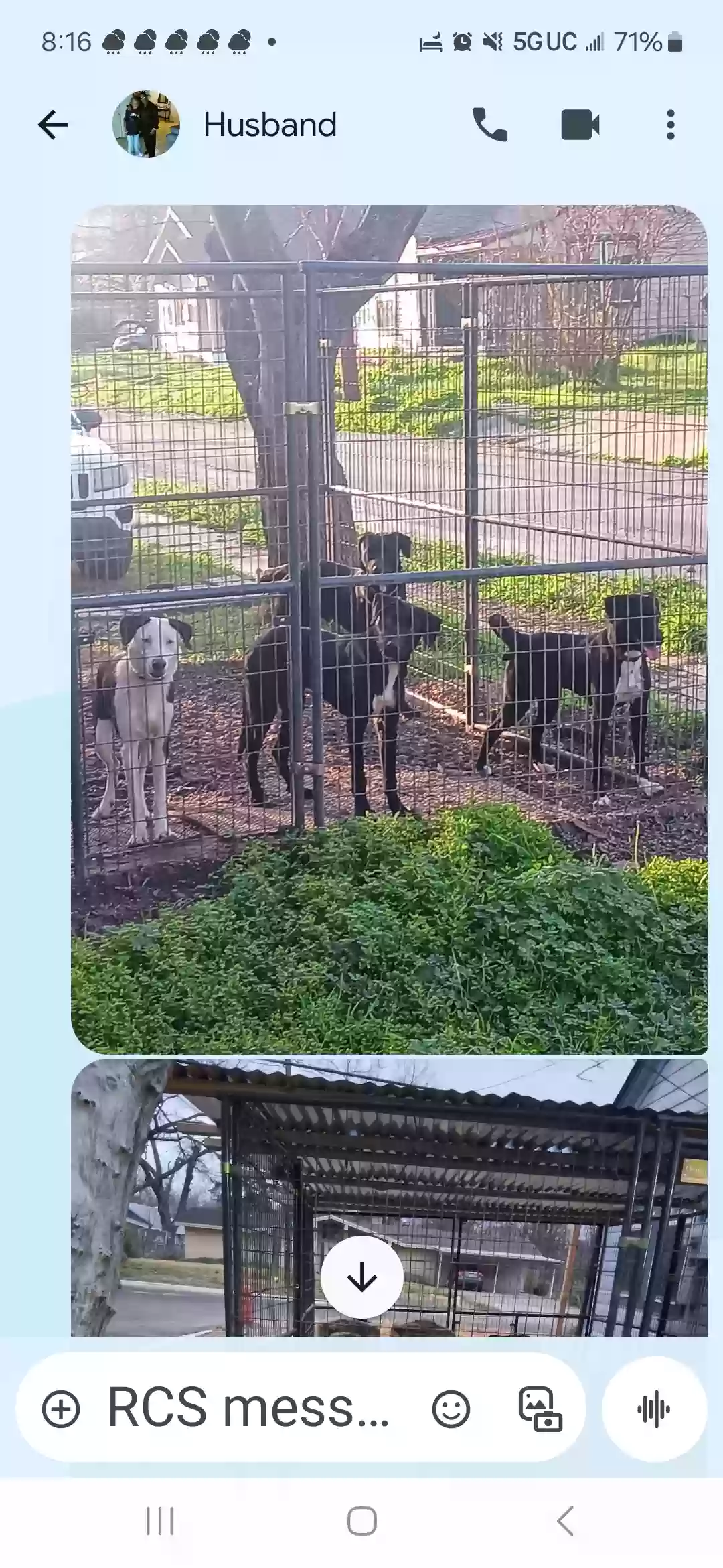 adoptable Dog in Commerce,TX named Junior