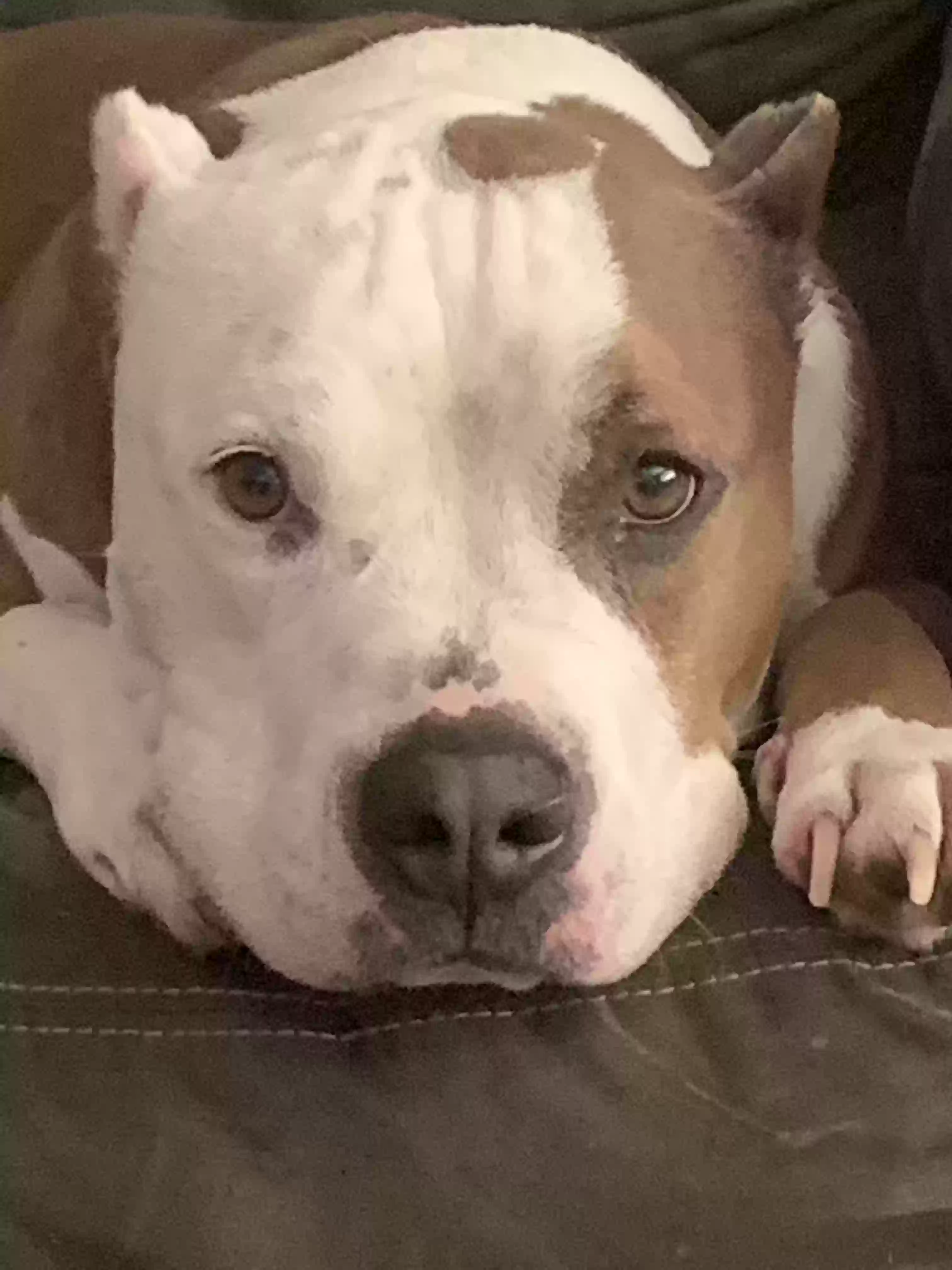 adoptable Dog in Lake Elsinore,CA named Raider