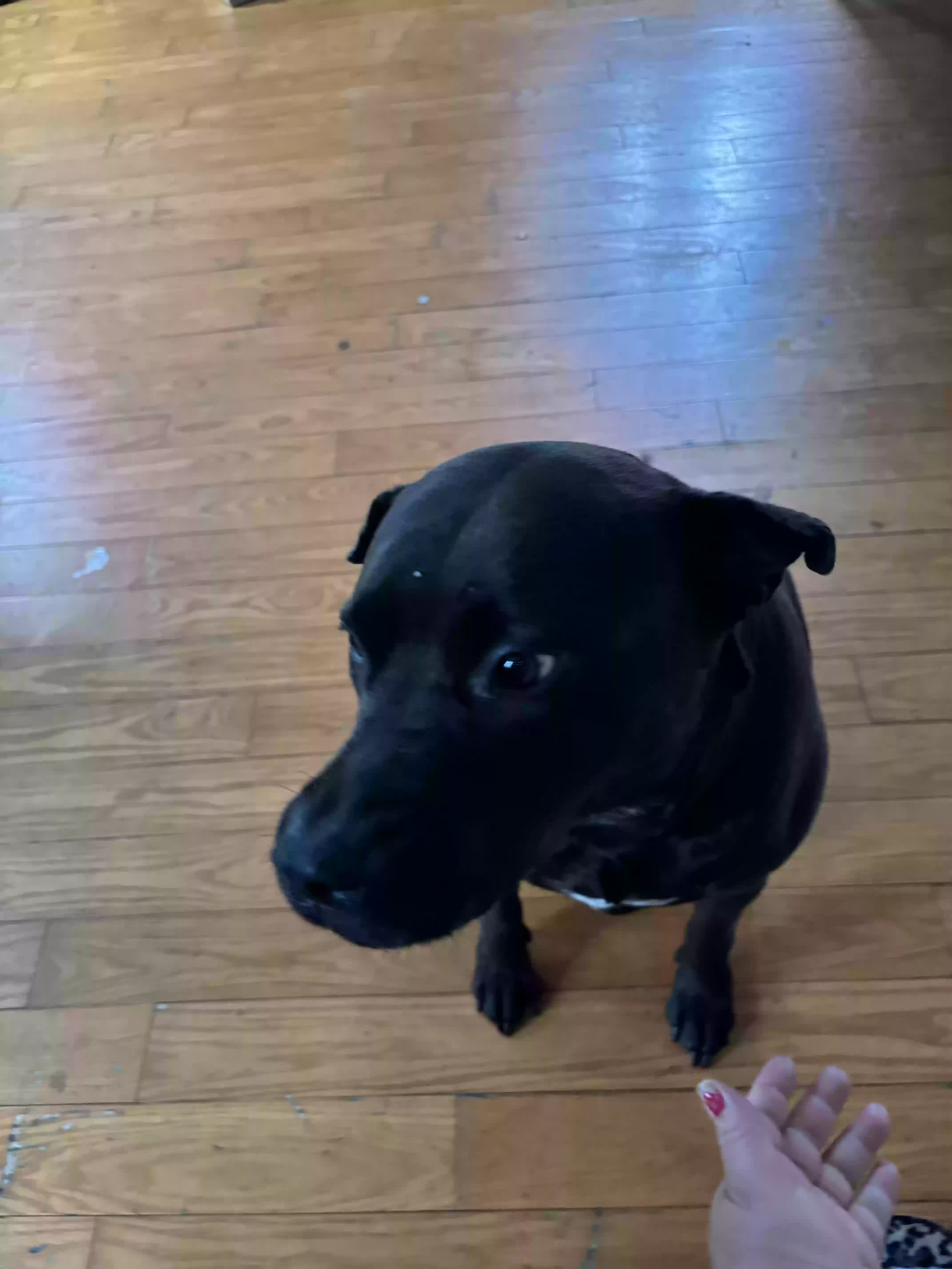 adoptable Dog in Elmont,NY named Nova