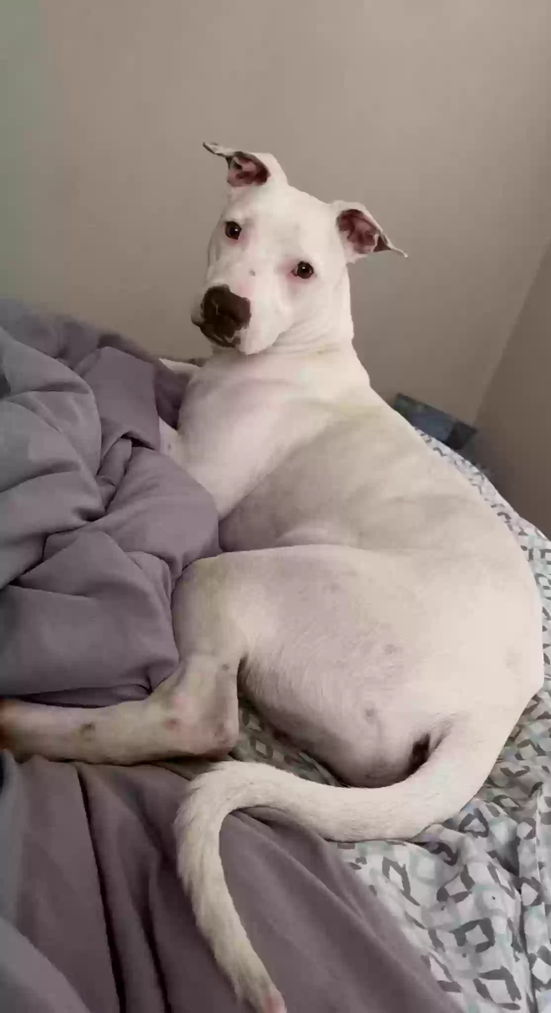 adoptable Dog in Waco,TX named Dante