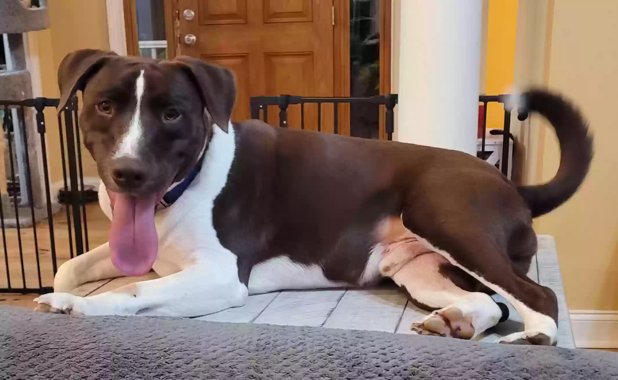adoptable Dog in Thomson,GA named Dexter